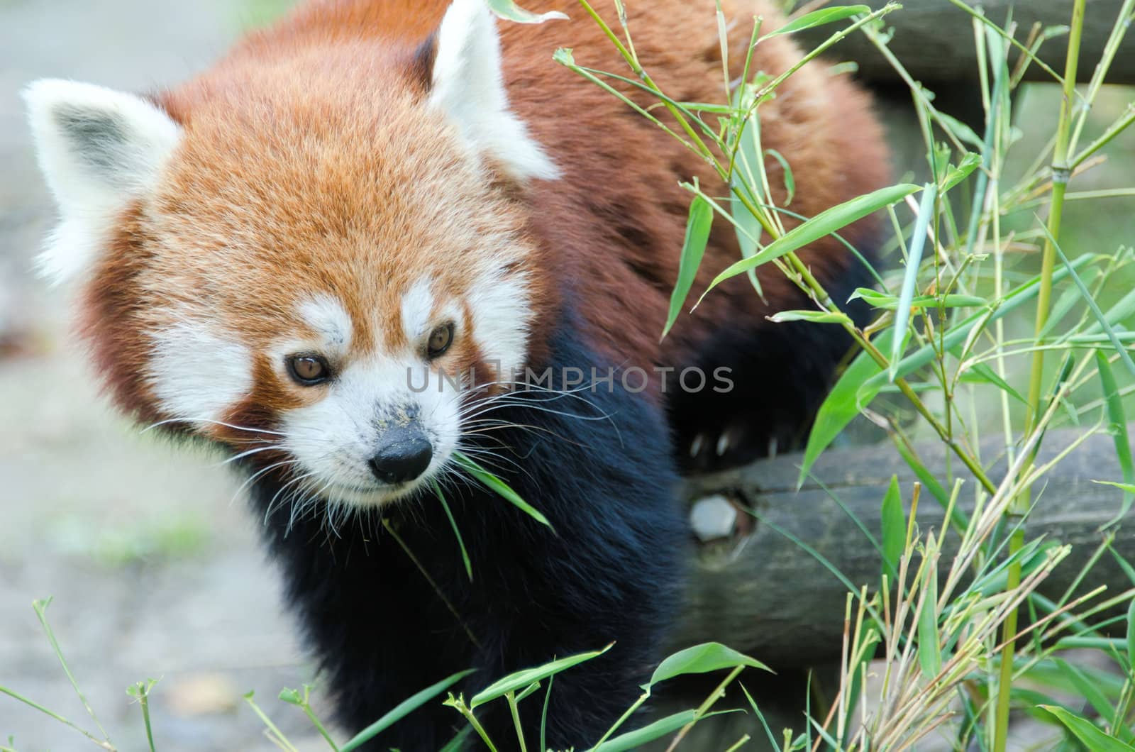 the red panda