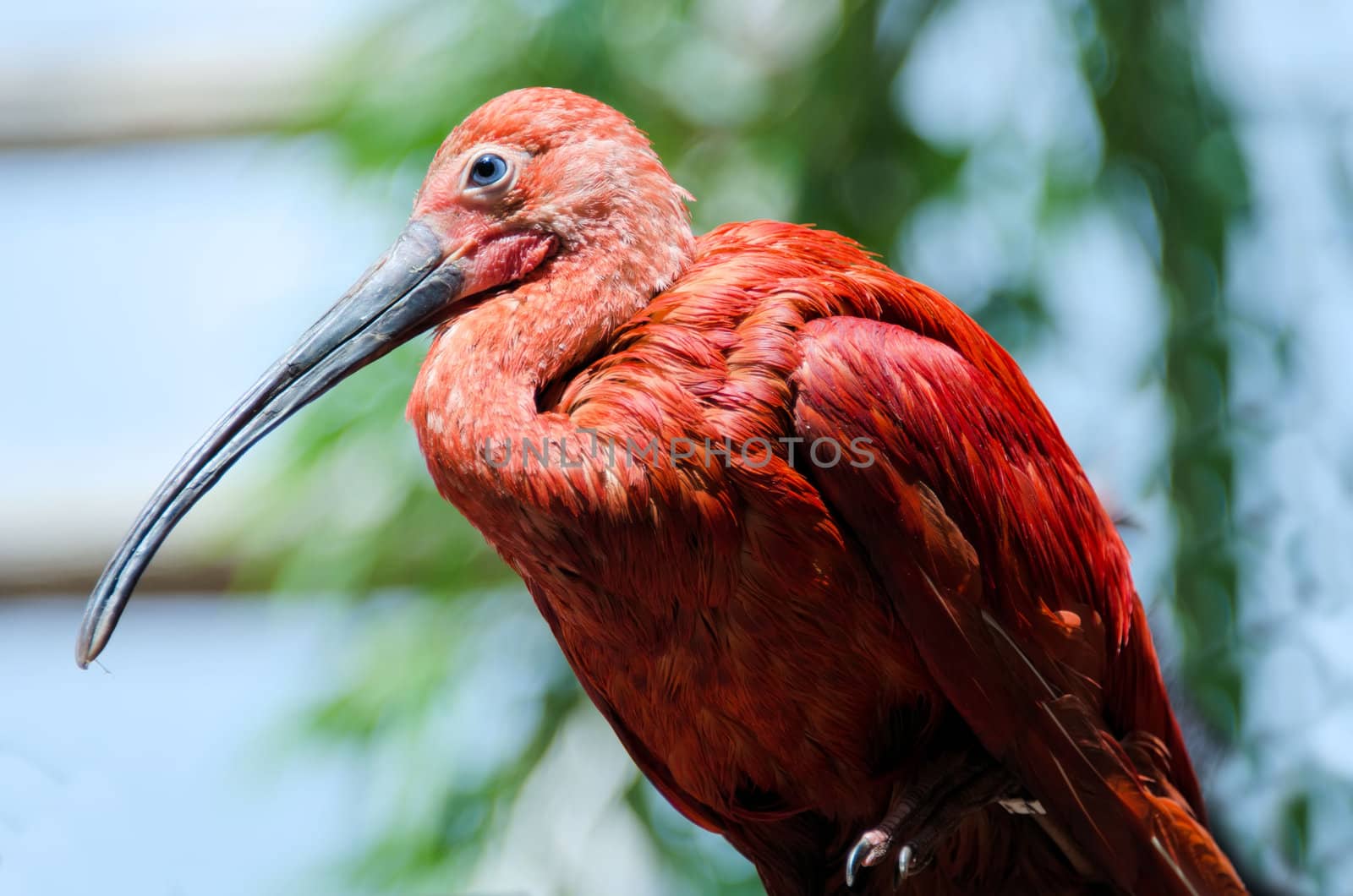 the  red ibis