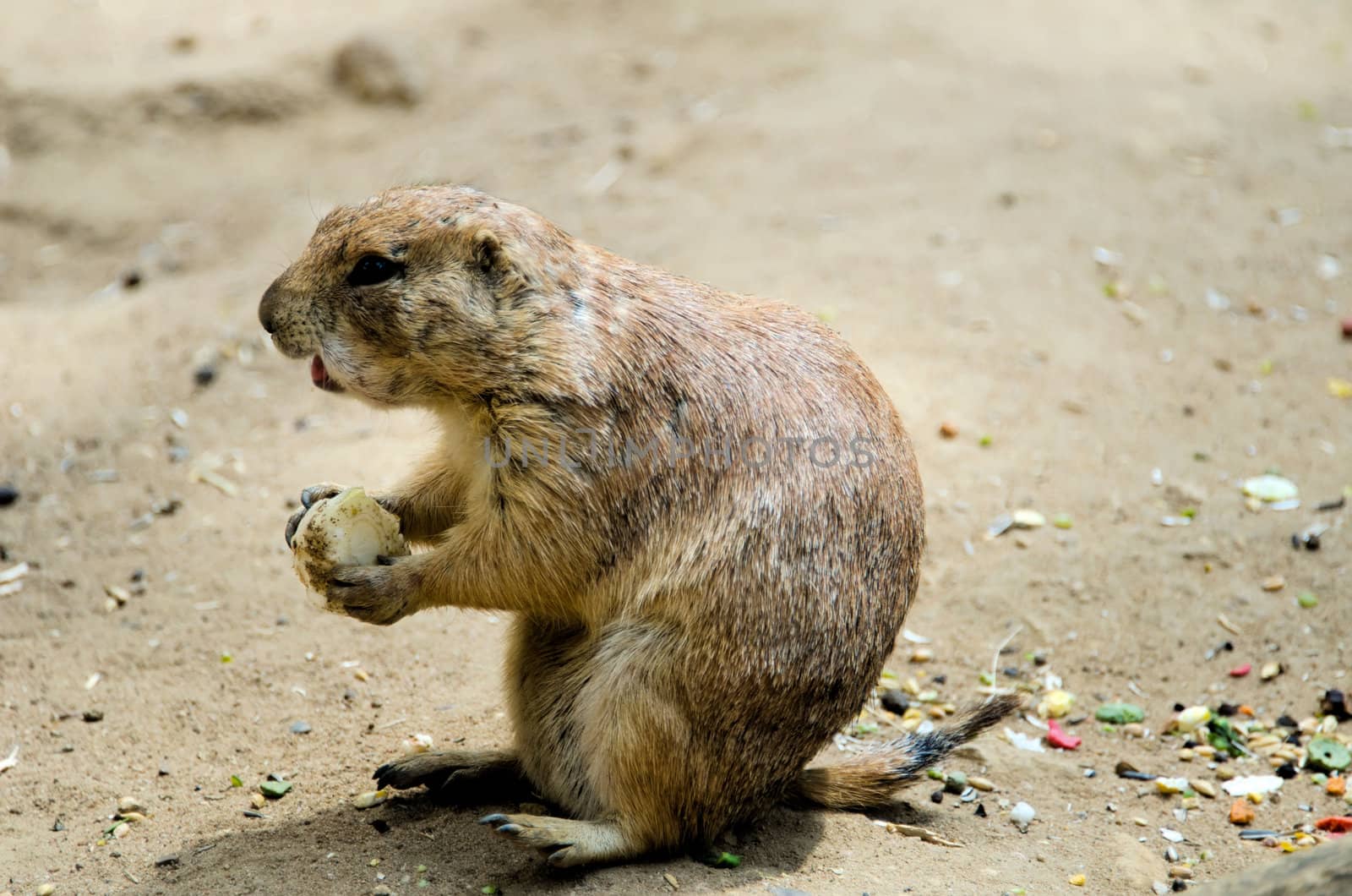 Black-Tailed Prairie Dog