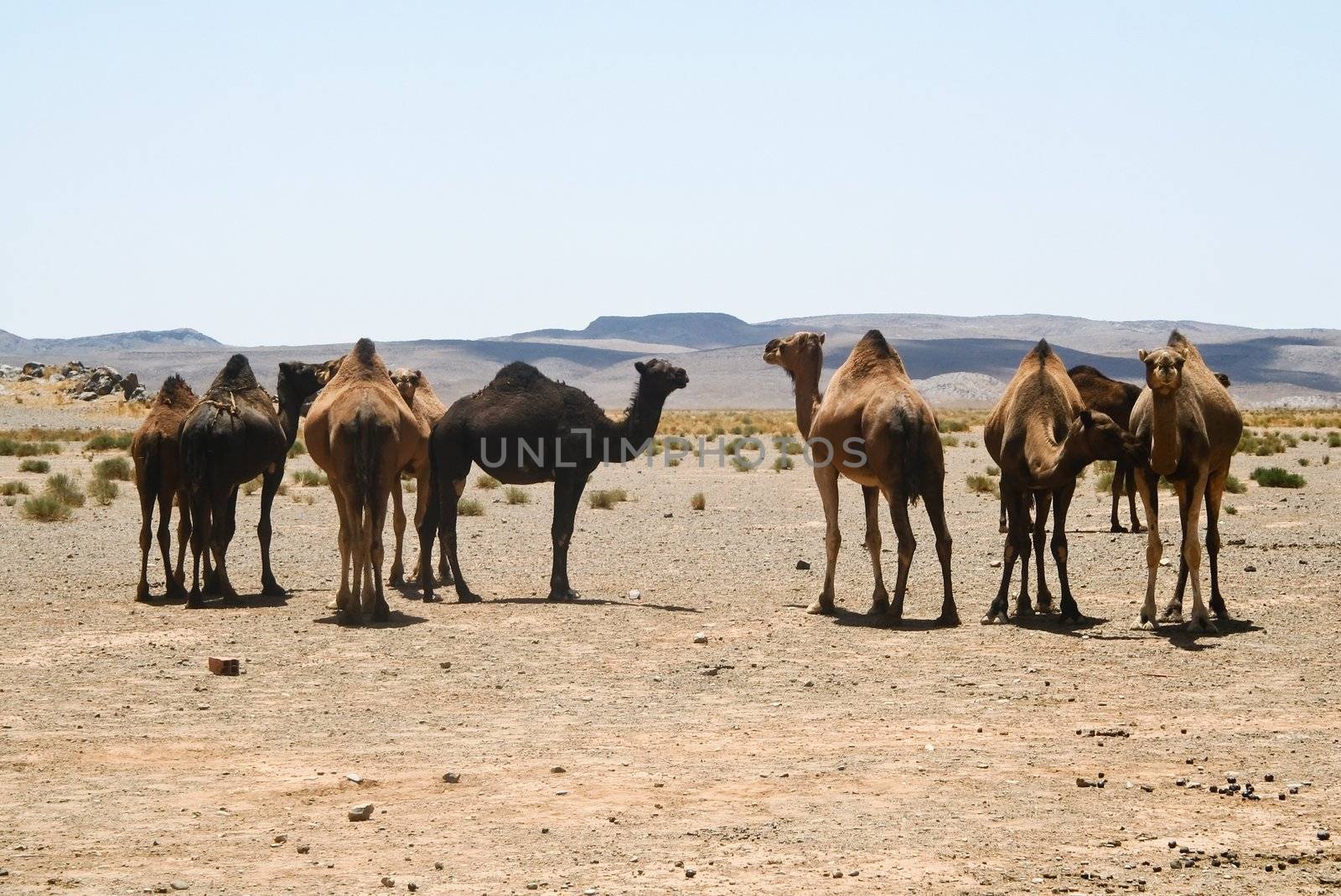 Camels in Sahara in Morocco