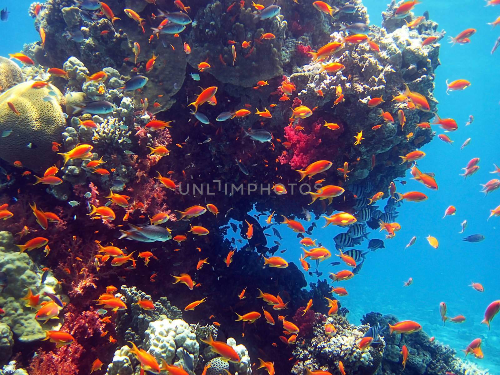 coral fish by irisphoto4