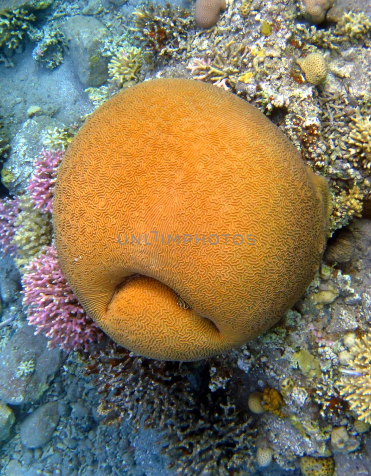 yellow coral-like sad smiley face at the bottom of the Red Sea