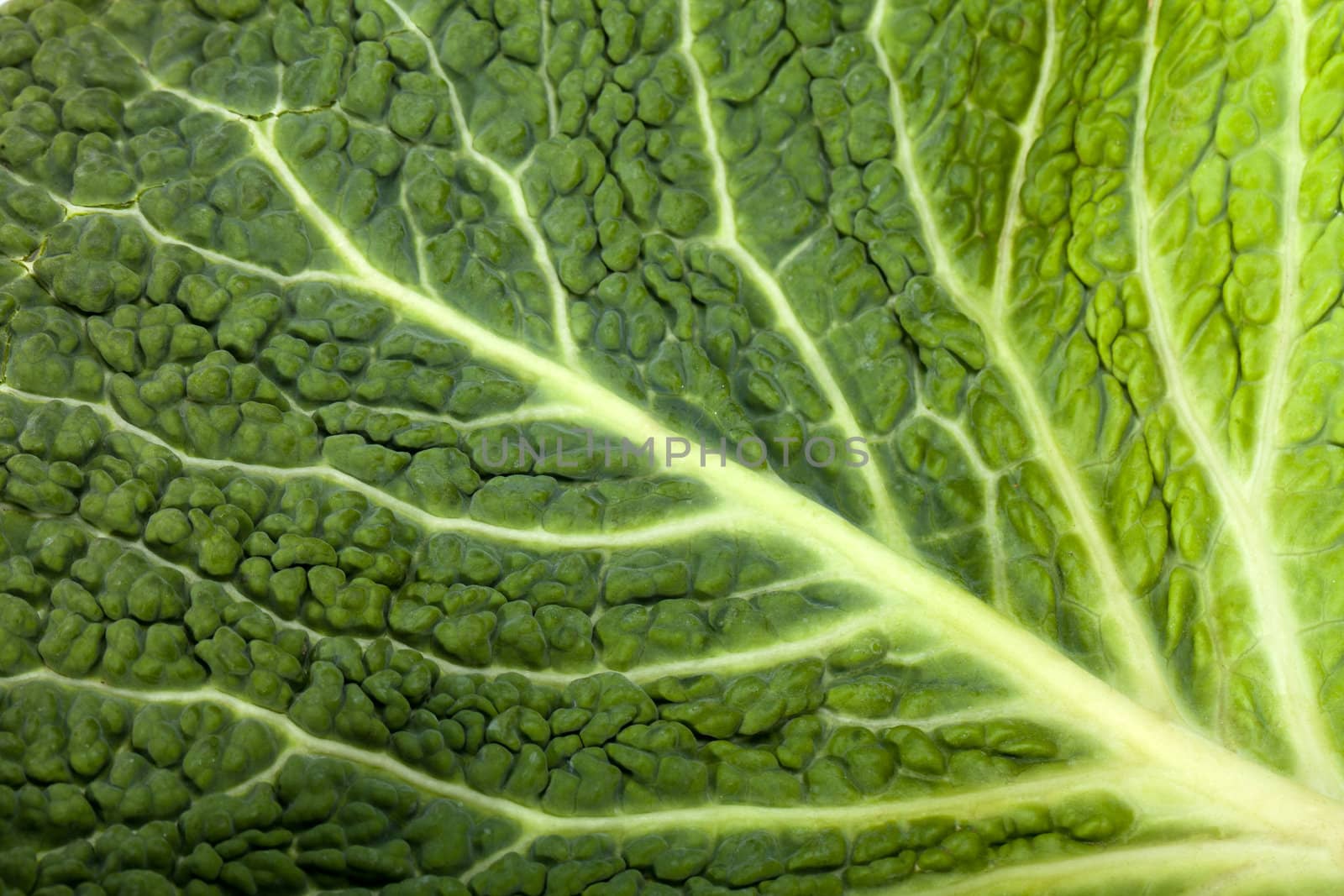 fresh savoy cabbage leaf as a texture 