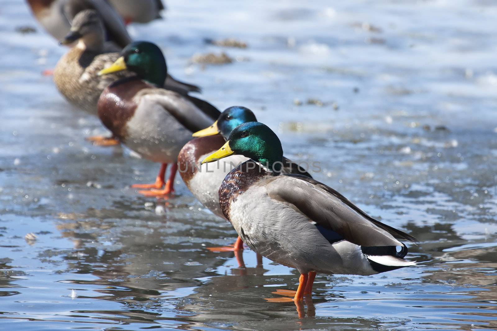 Mallard ducks lined up. by Coffee999