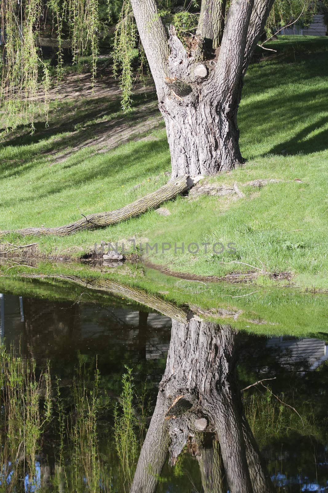 Quiet area with a tree and lake.