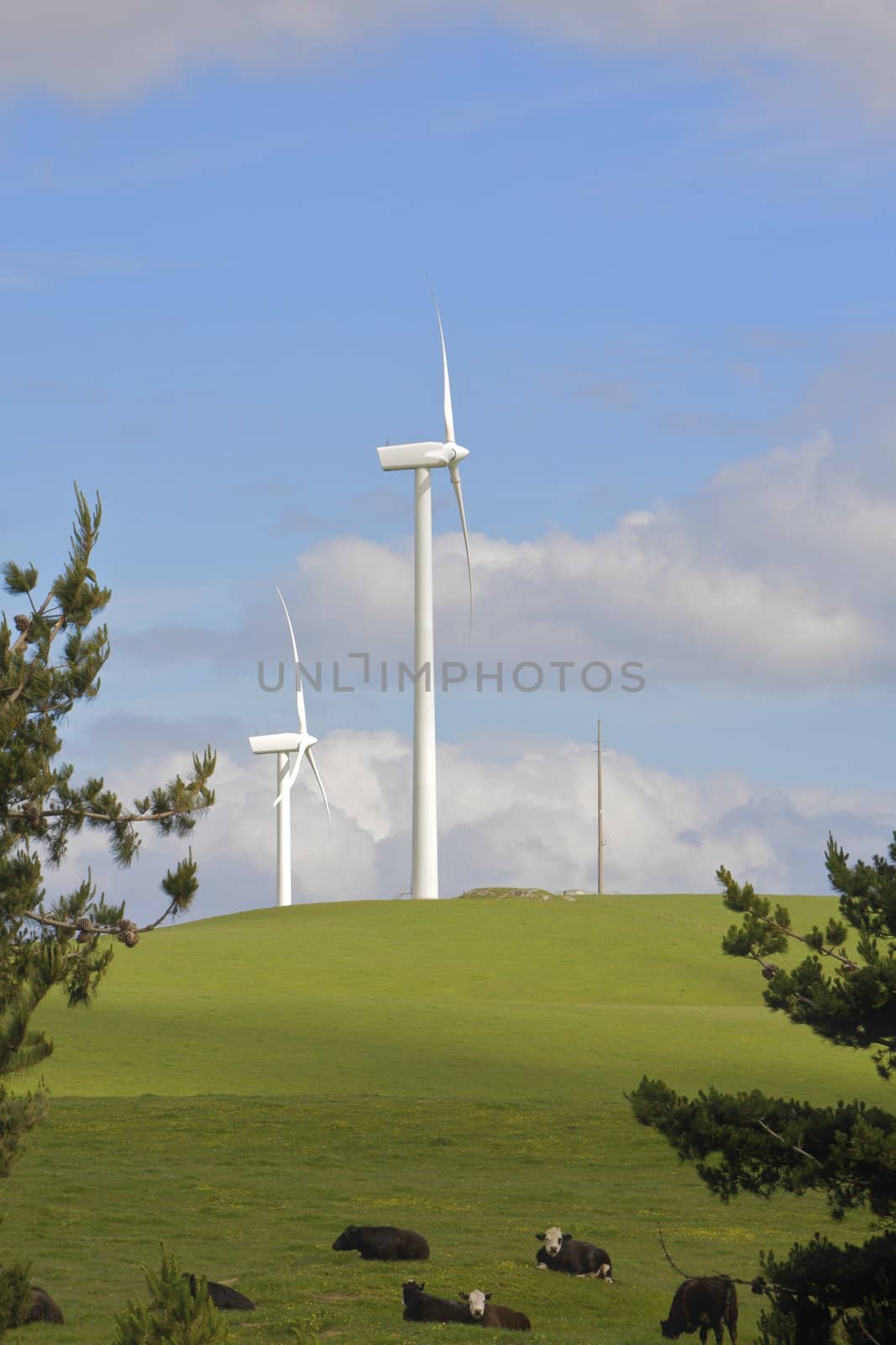 Wind farm with turbines generating electrical energy for green power 