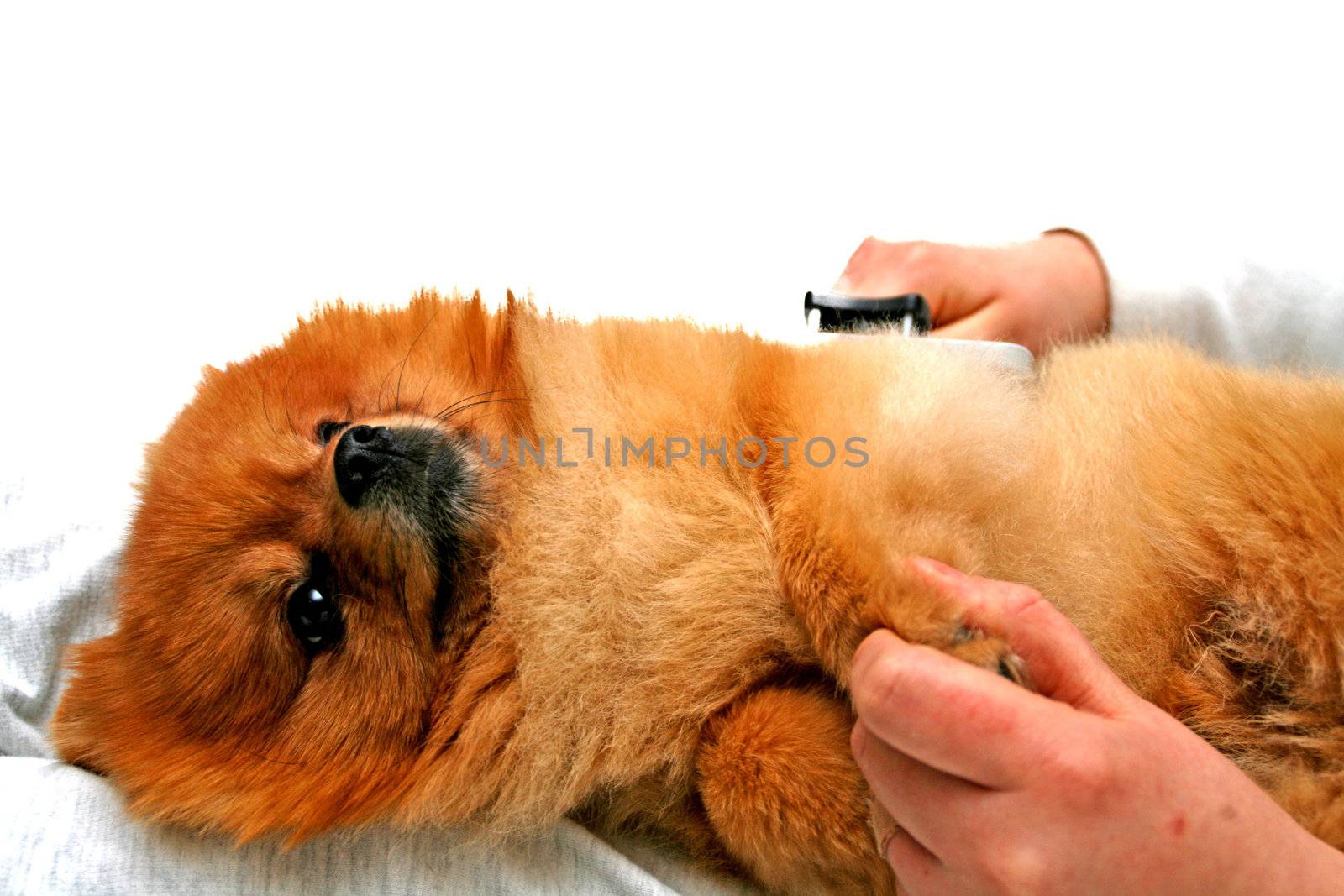 Grooming of a pomeranian