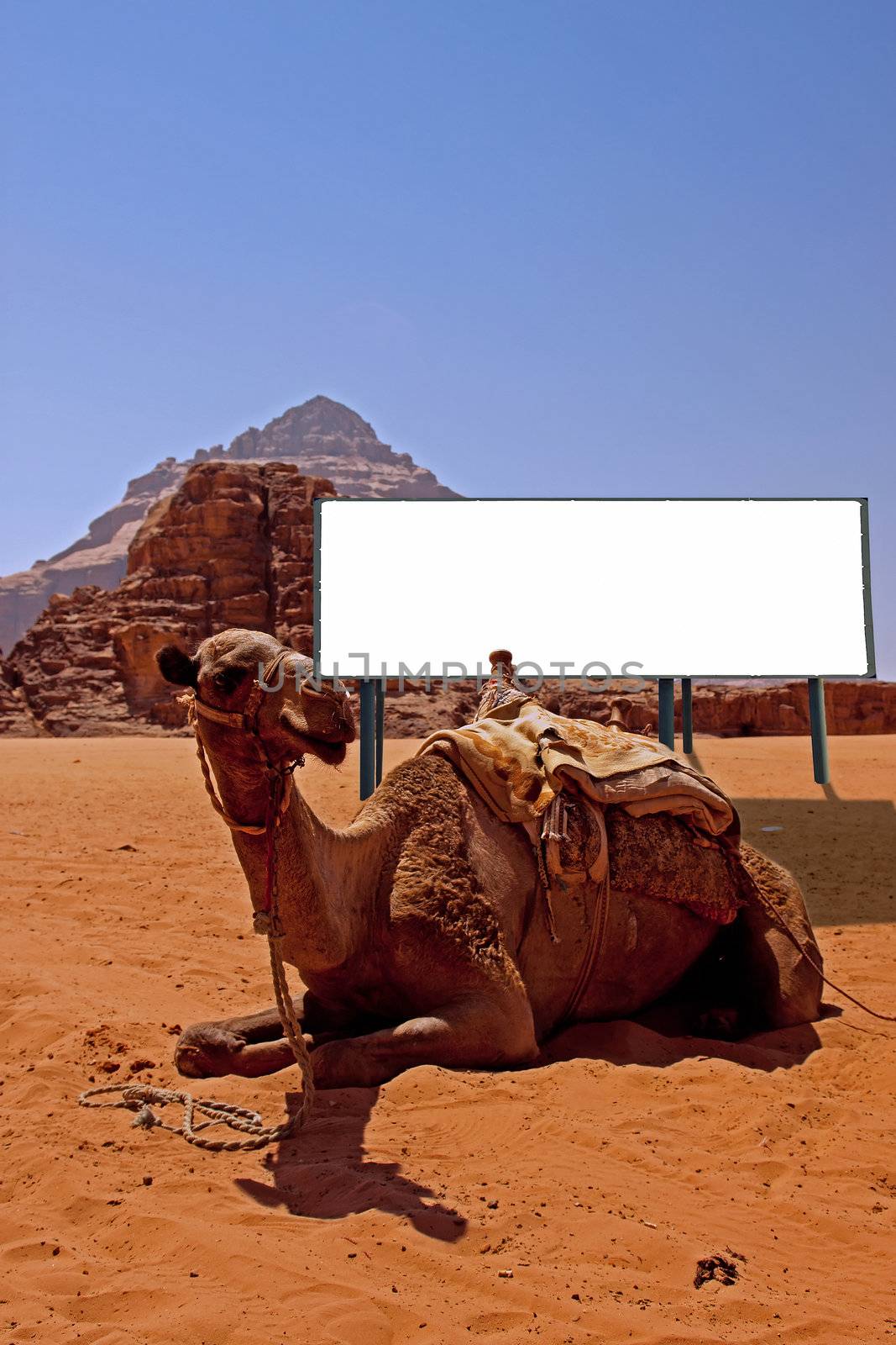 camel and billboard in the desert of southern Jordan
