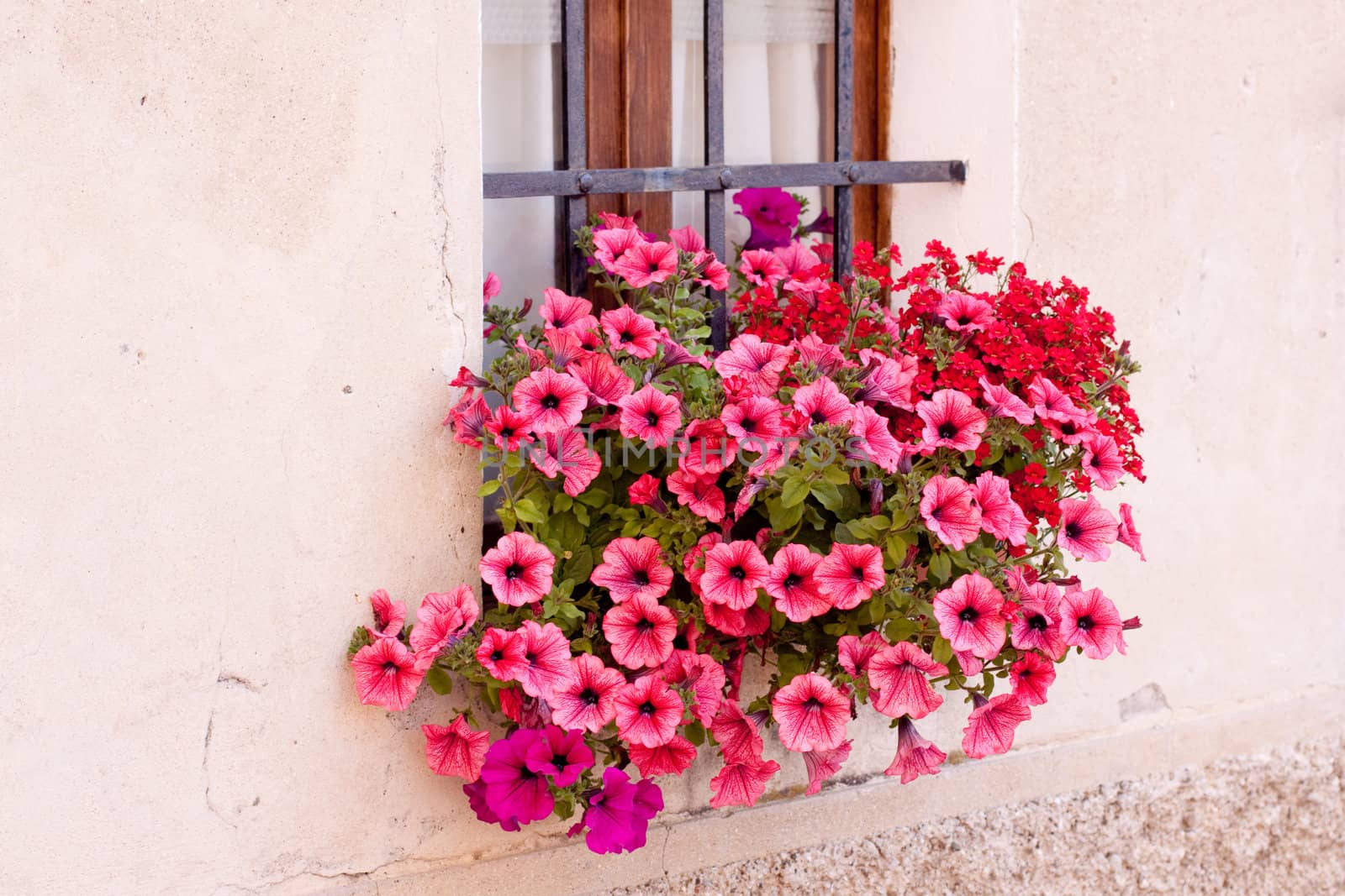 Red and pink flowers in a flowerpot on the wall
