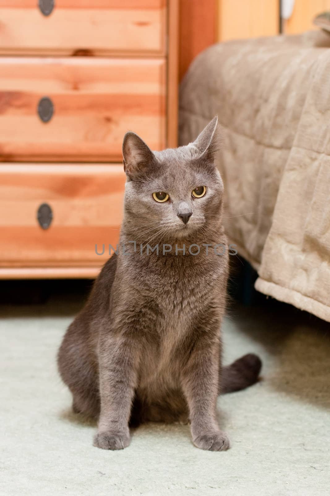 A gray cat sitting on the floor near bed
