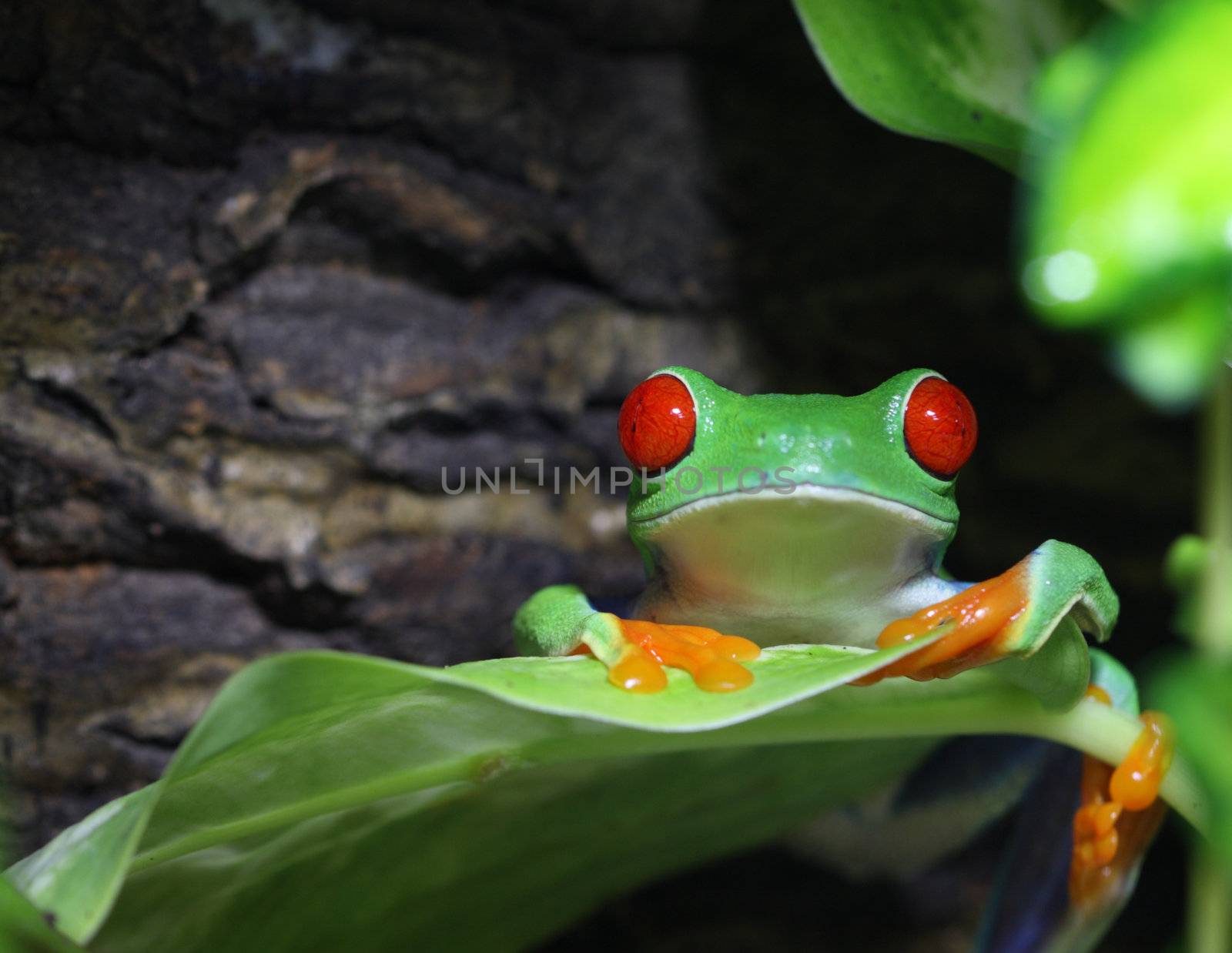 A macro shot of a Red-Eyed Tree Frog (Agalychnis callidryas) waking up from his long day of sleeping.