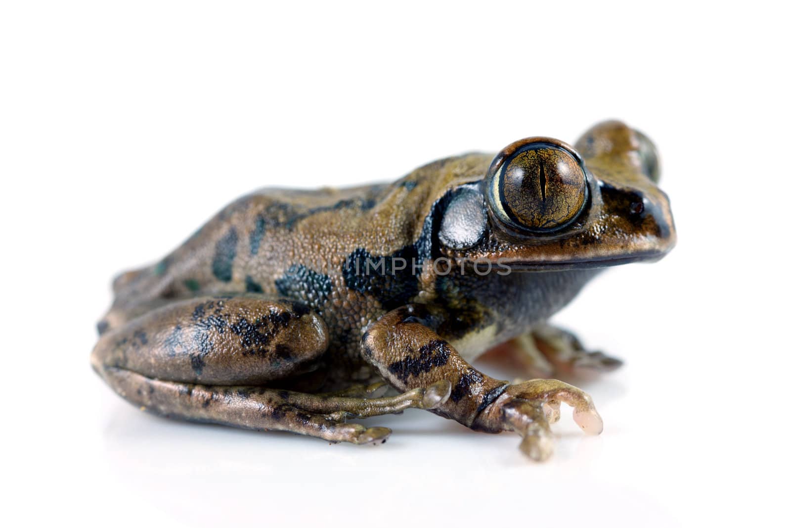 A Peacock Frog (Leptopelis vermiculatus). Studio  shot on a solid white background. Also known as the Big-eyed Tree Frog, this frog inhabits the tropical rainforests in the African country of Tanzania. 