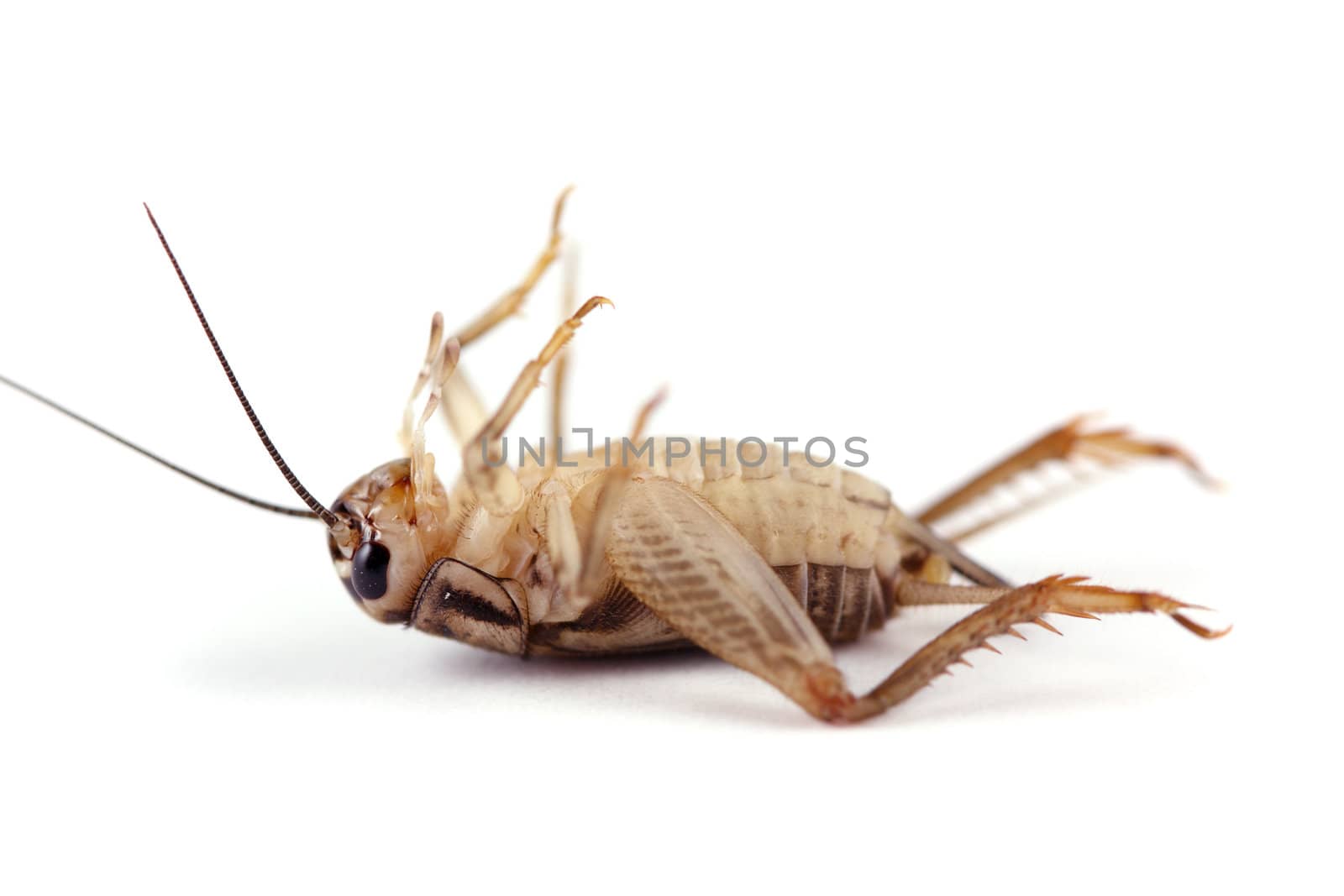 A side view of a dead cricket (Acheta Domestica) shot on a white background.