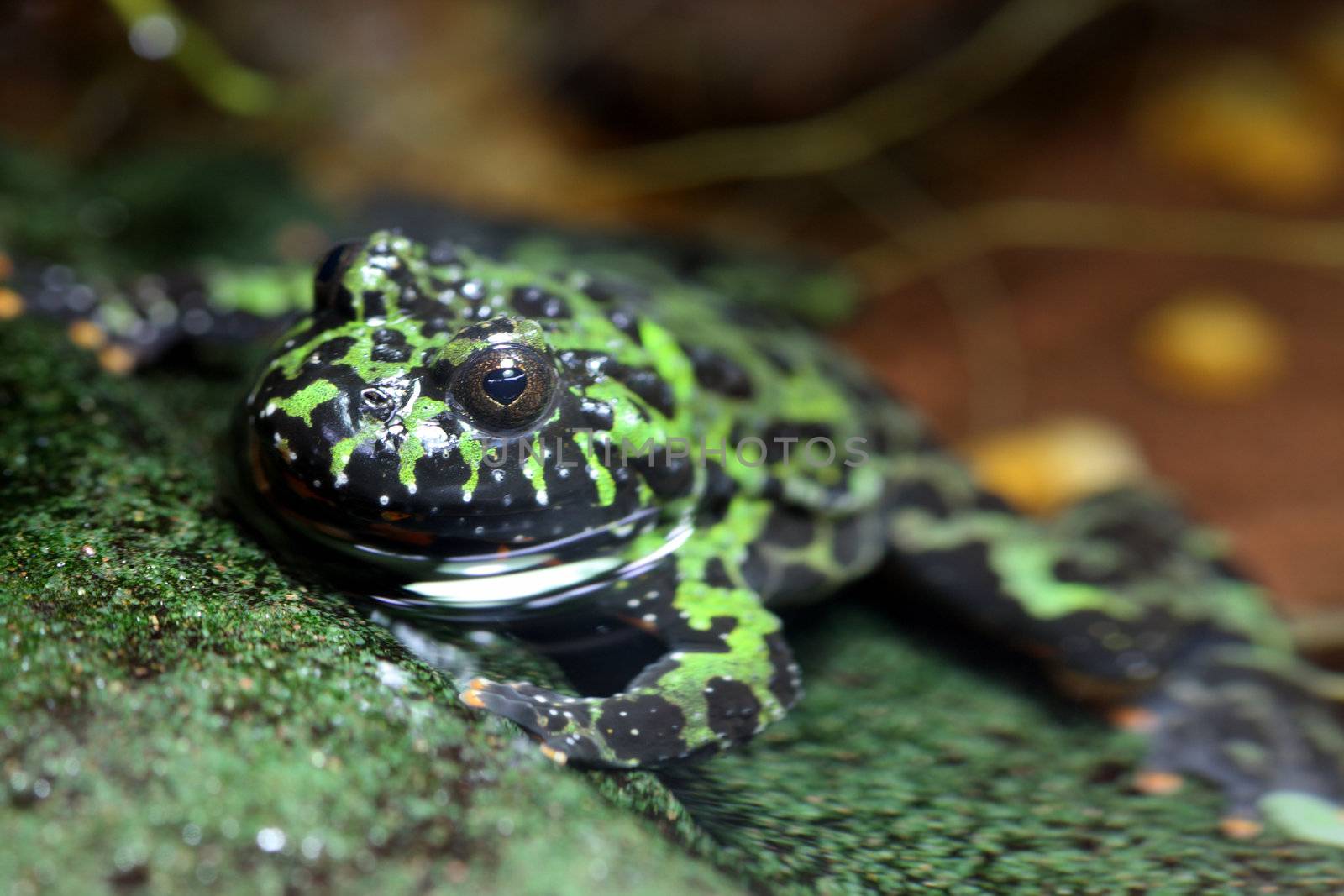 A macro shot of a Fire-Bellied Toad (Bombina Orientalis) at the waters edge. These toads inhabit northeastern China as well as Korea.