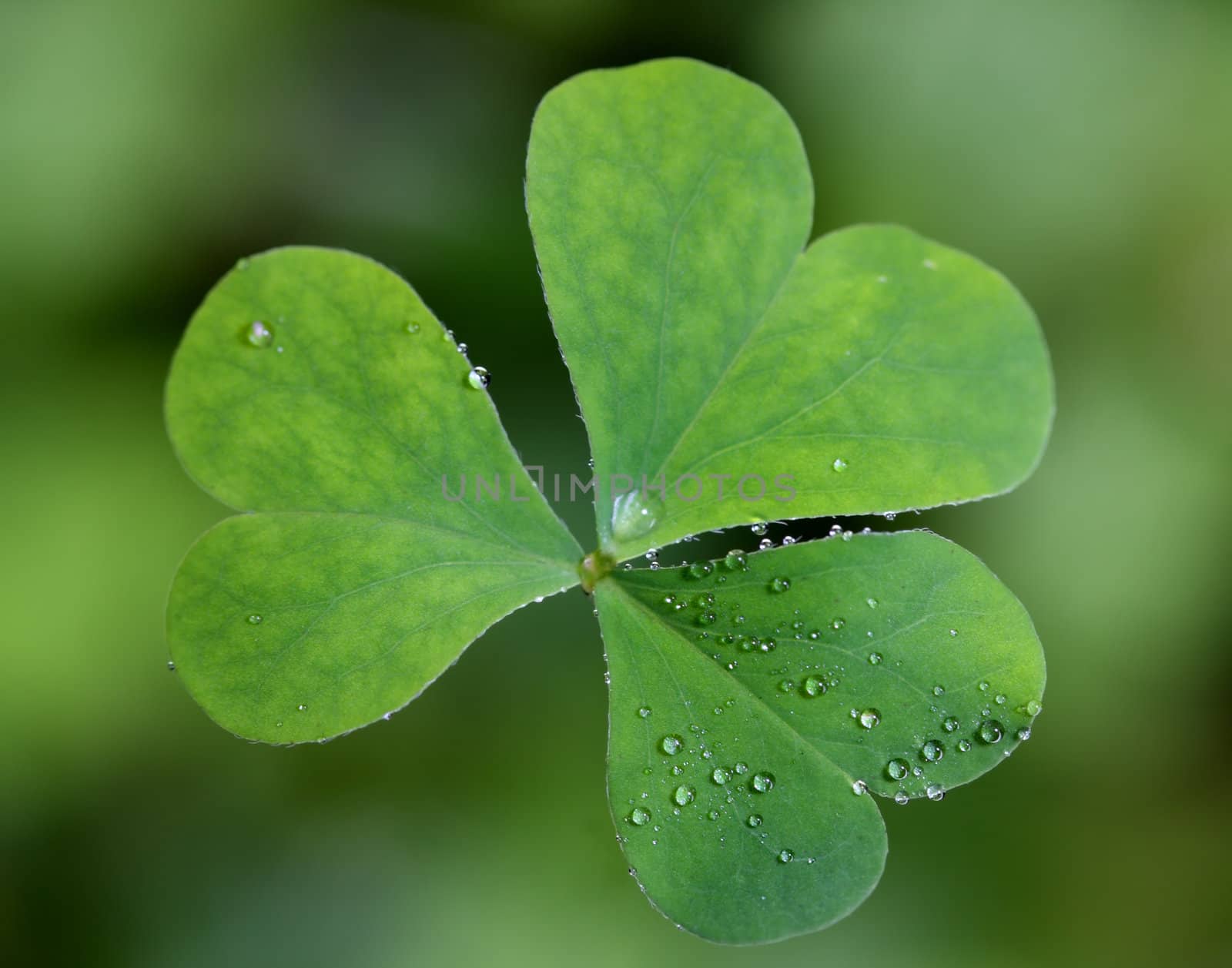 A top view of a single clover with dew drops mostly covering one of the leaves.