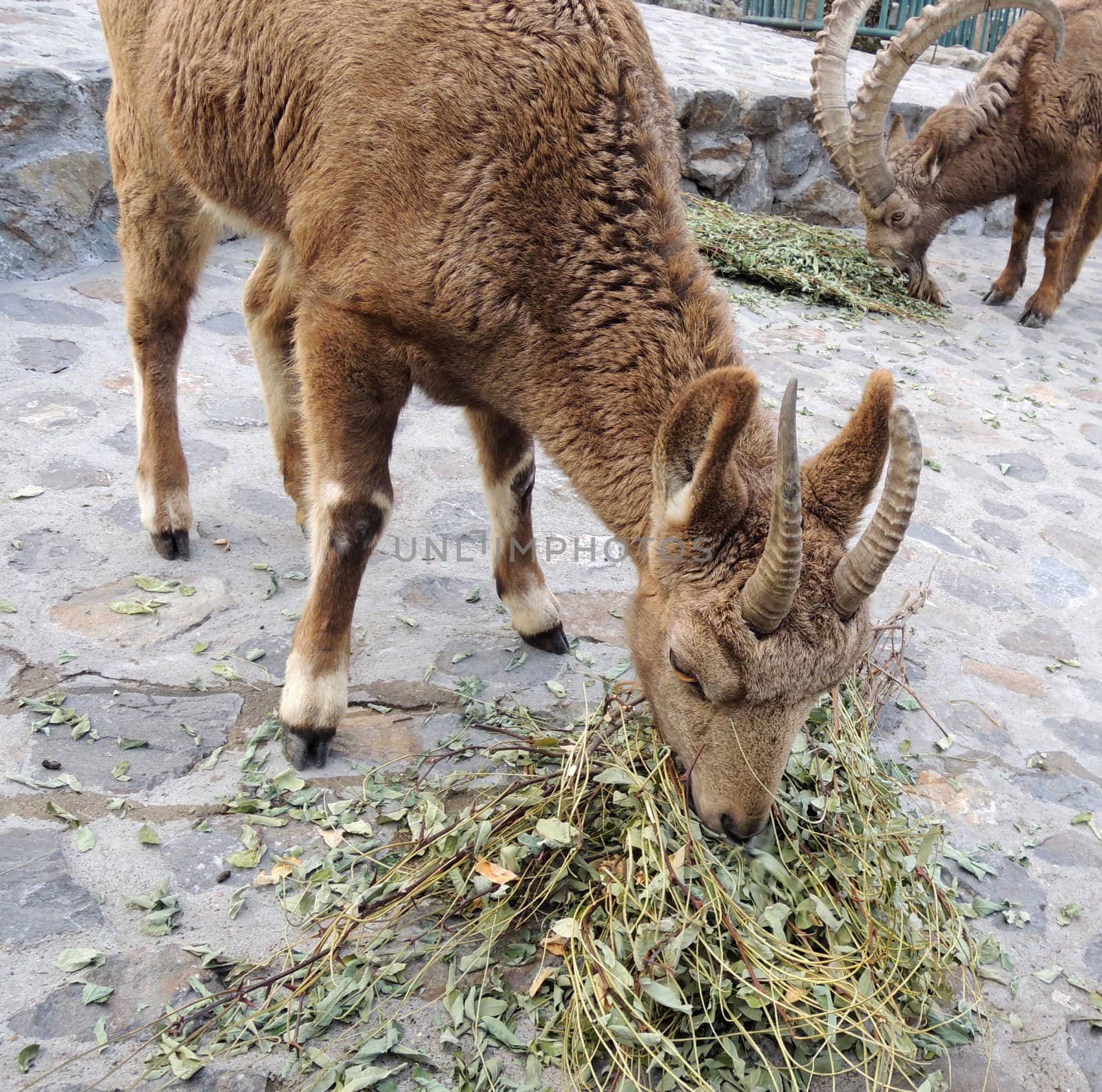 Siberian Ibex in zoo by MalyDesigner