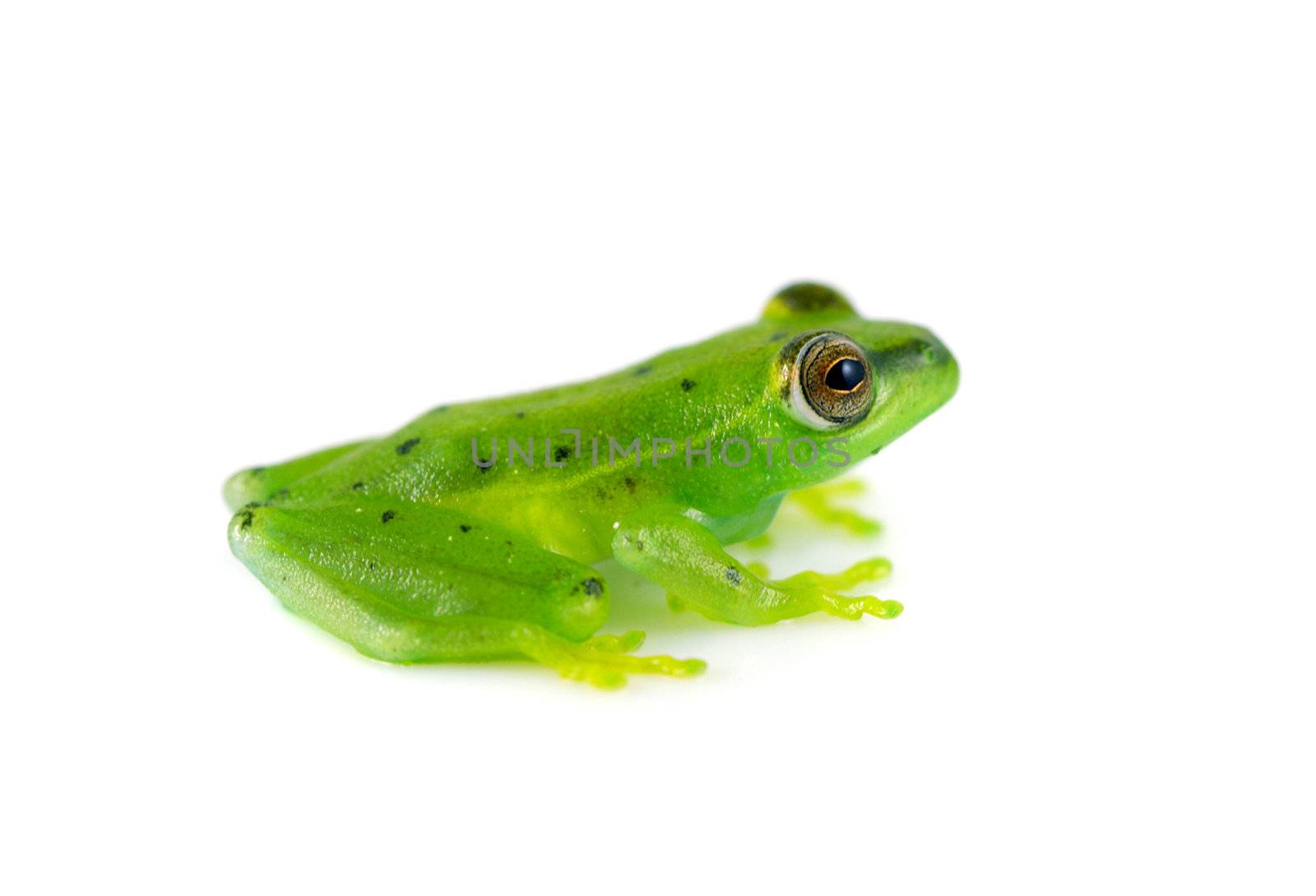 A tiny spotted glass frog (Hyla punctata) on a solid white background. This small frog is given the name glass frog because its internal organs can be seen through the frog. These frogs inhabit central and south america. 