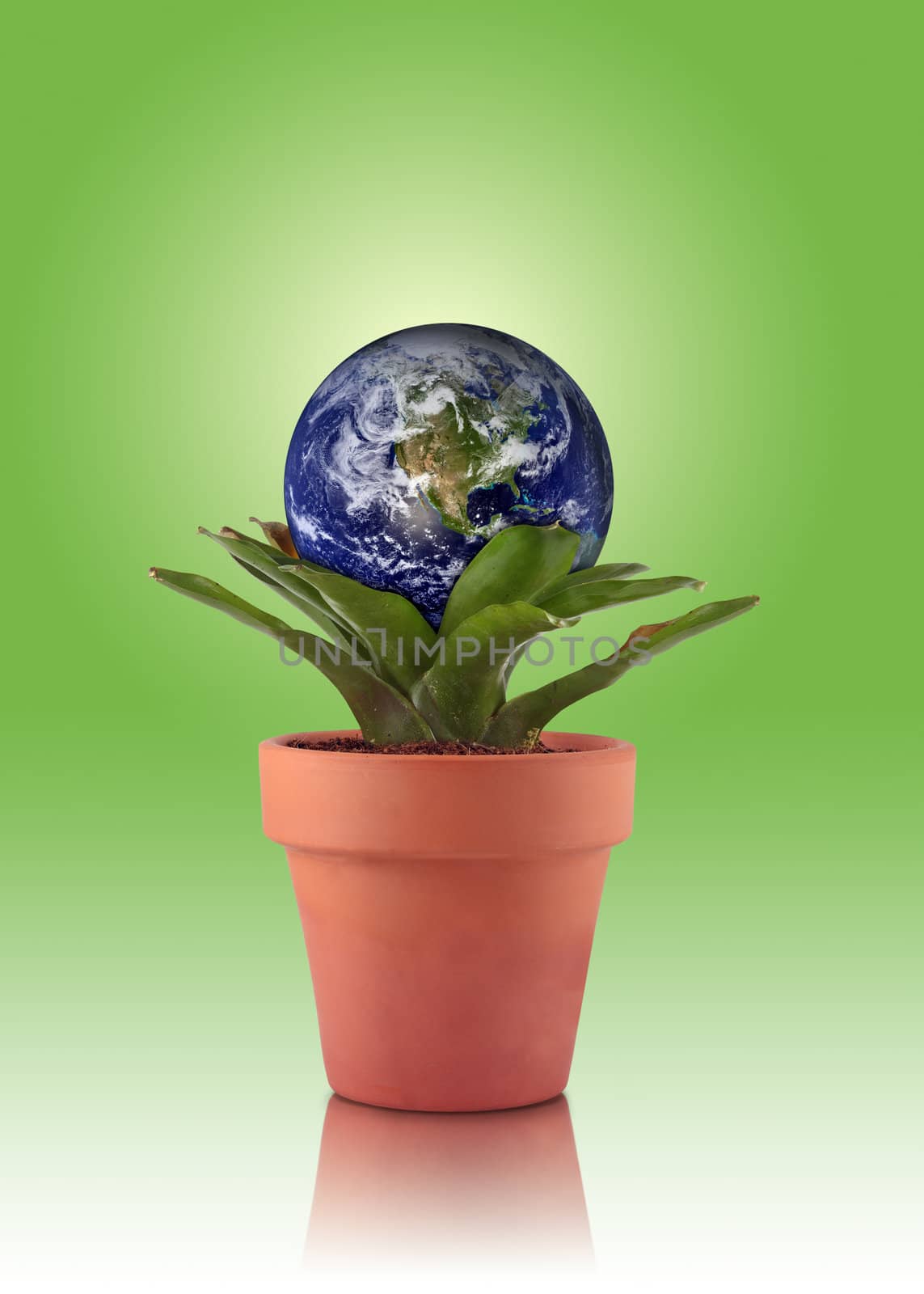 A flower pot with a green bromeliad plant that has the planet earth resting within it.