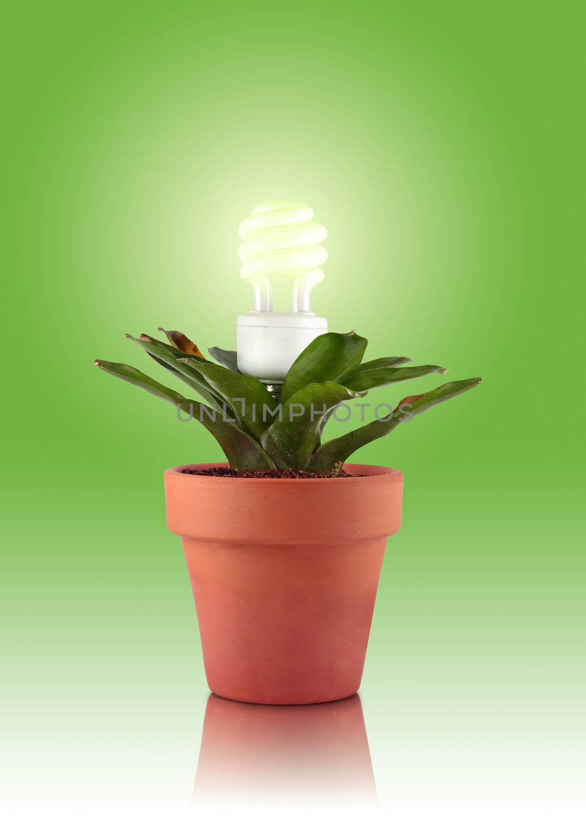 A flower pot with a green bromeliad plant that has a compact fluorescent lightbulb growing within it. 