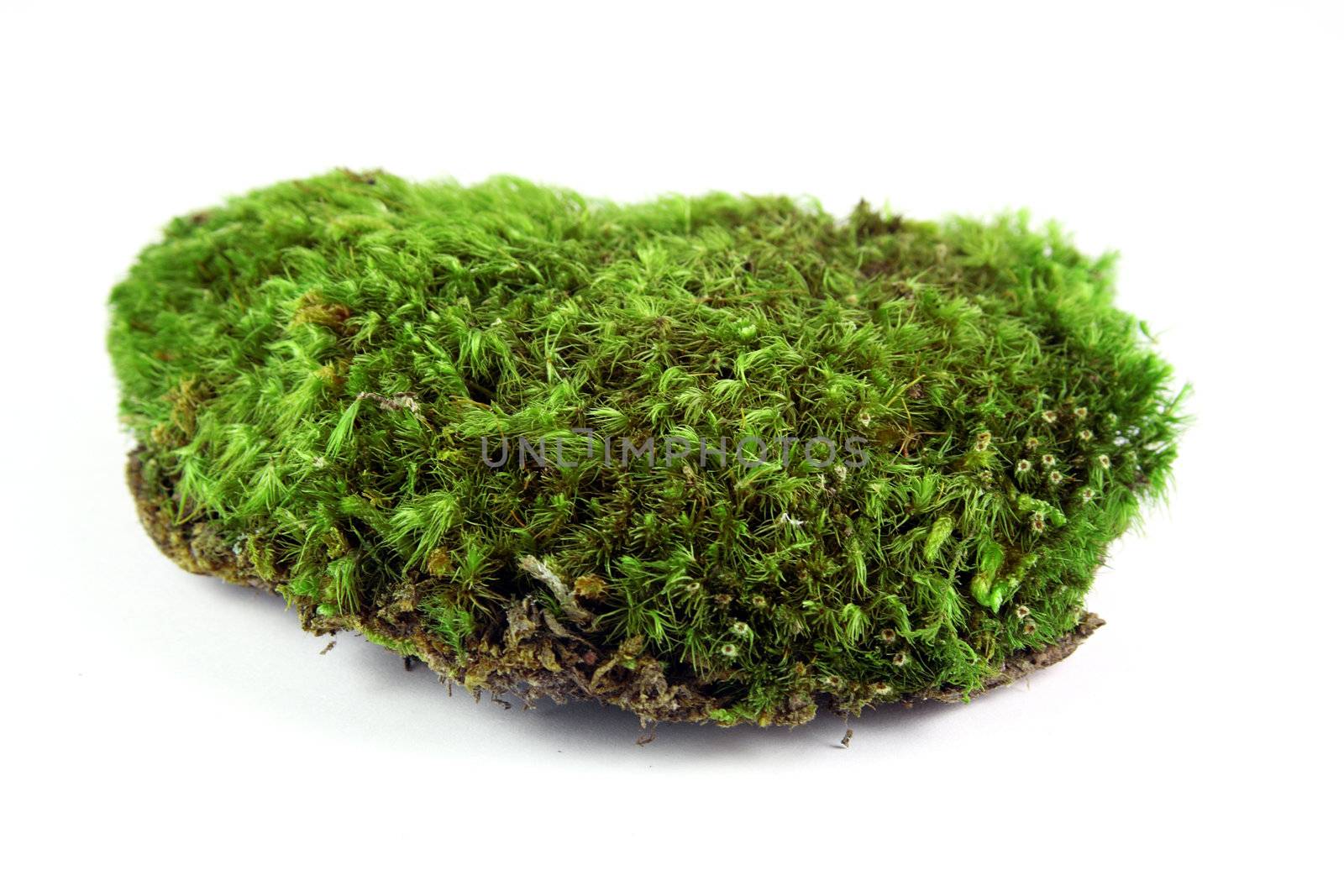 A clump of green moss shot on a solid white background.
