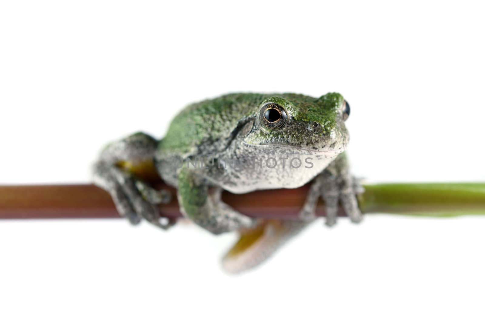 A Gray Tree Frog (Hyla chrysoscelis) sits on a plant stem shot on a solid white background. This tree frog is native to much of the United States and into Canada. It is sometimes referred to as the North American Common Tree Frog. Color's of this frog are usually gray or green.