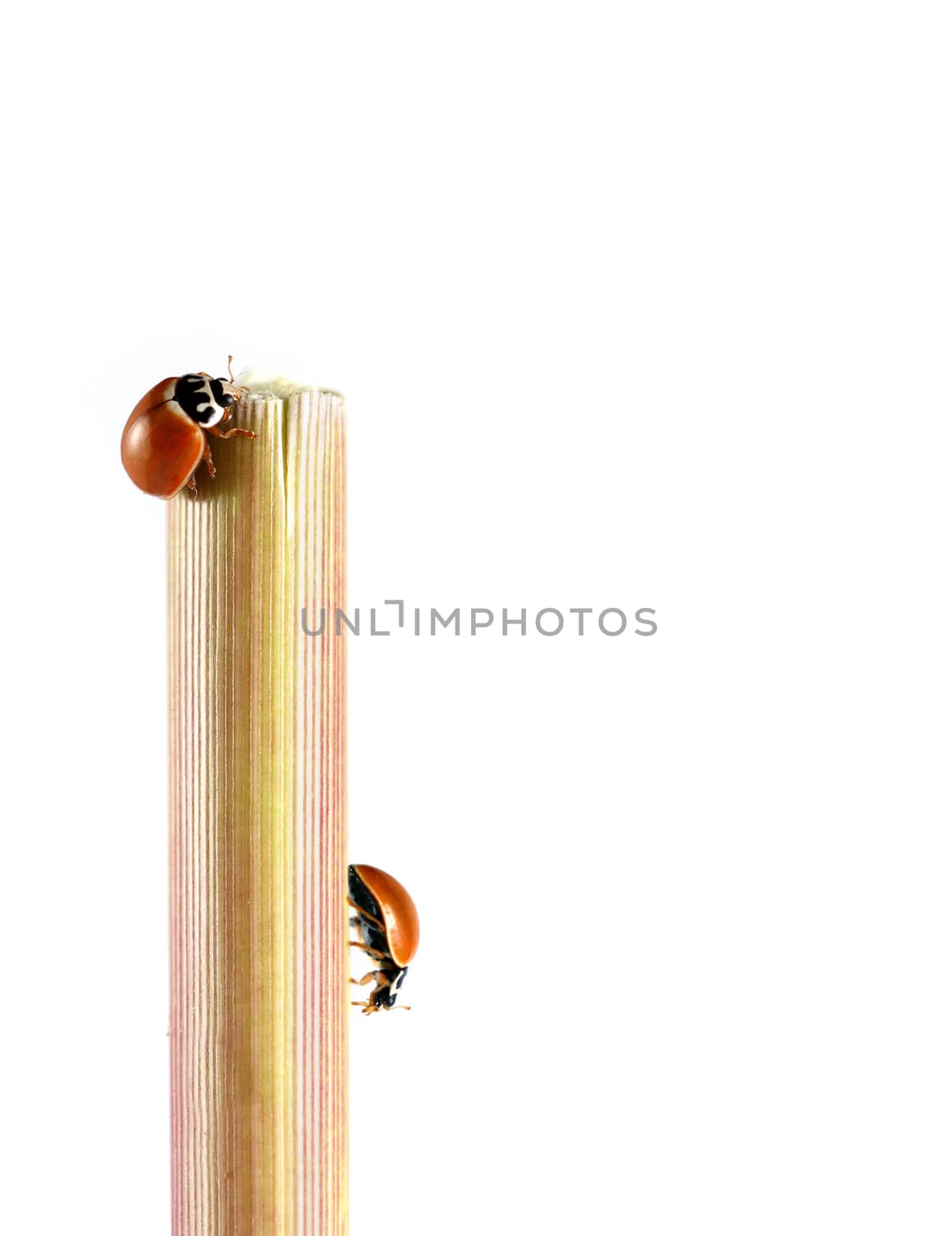 A macro shot of two ladybugs crawling on the stem of a plant. Shot was taken against a solid white background.