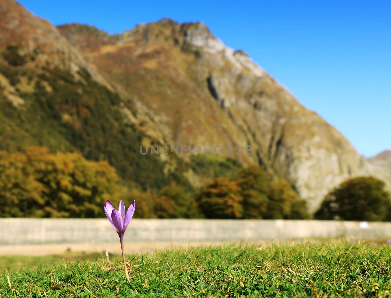 Image of a violet in a grass field at the foot of the mountains.