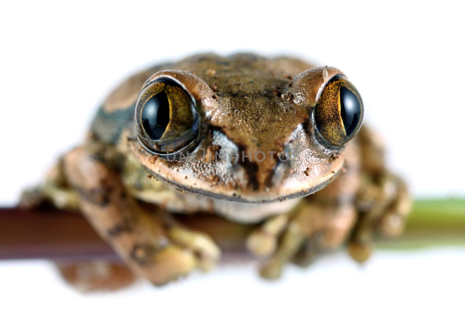 A macro shot of a Peacock Frog (Leptopelis vermiculatus) on a stem of a plant shot on a solid white background. Also known as the Big-eyed Tree Frog, this frog inhabits the tropical rainforests in the African country of Tanzania.