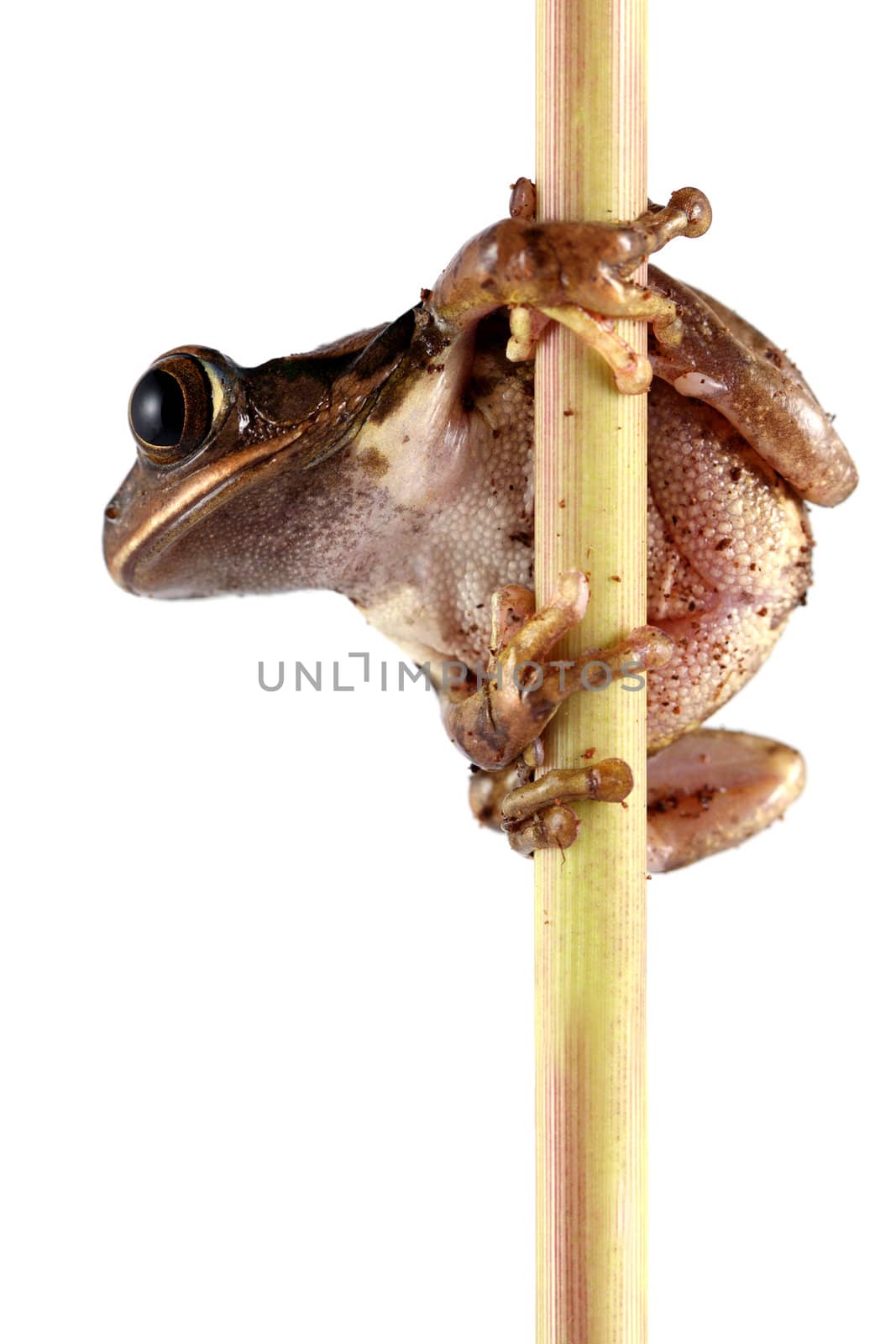 A Peacock Frog (Leptopelis vermiculatus) on a stem of a plant shot on a solid white background. Also known as the Big-eyed Tree Frog, this frog inhabits the tropical rainforests in the African country of Tanzania.
