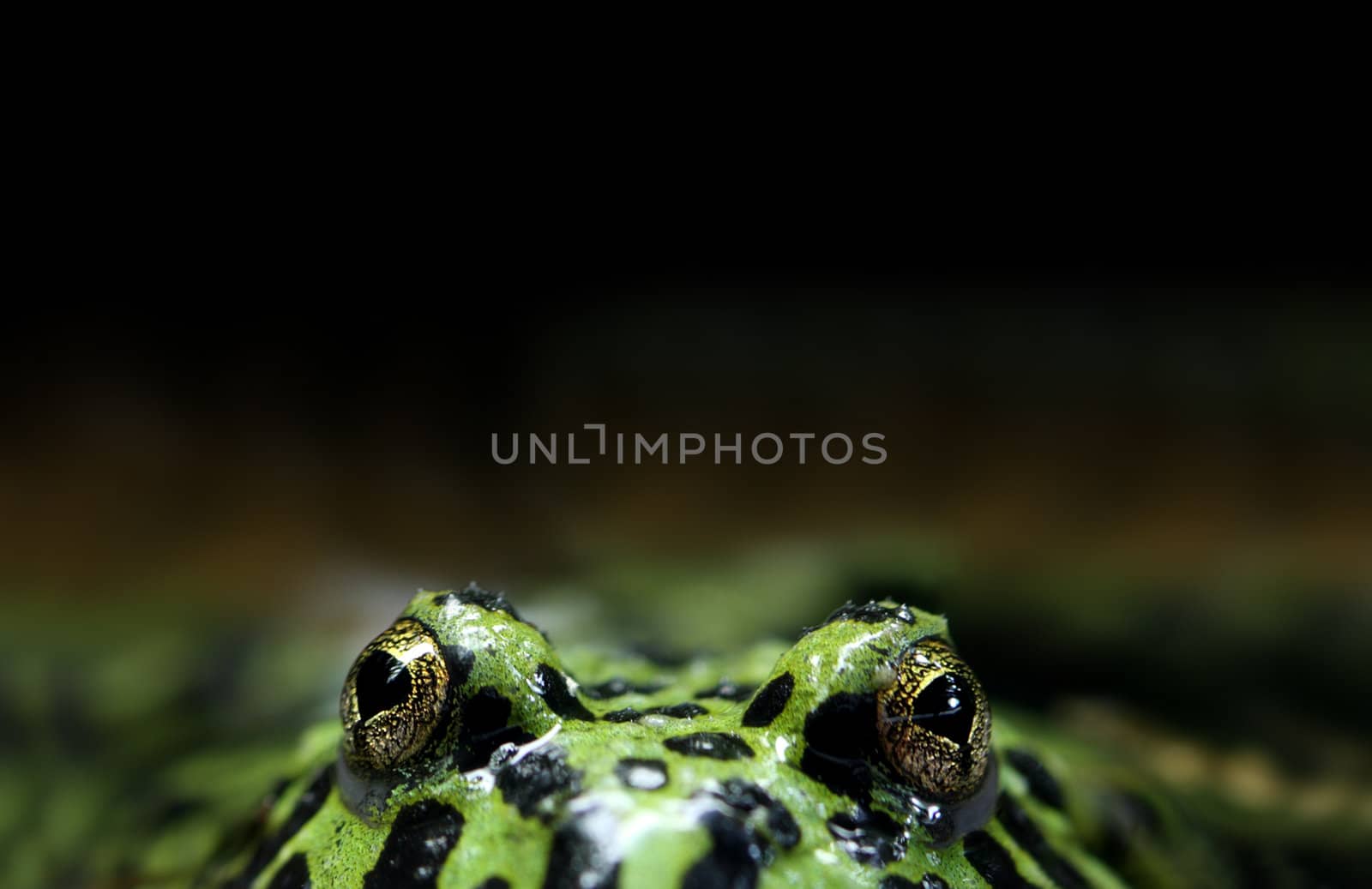 A macro shot of a fire-bellied toad (Bombina orientalis) peeking its head out from the water. These toads inhabit northeastern China as well as Korea. Shallow depth of field.