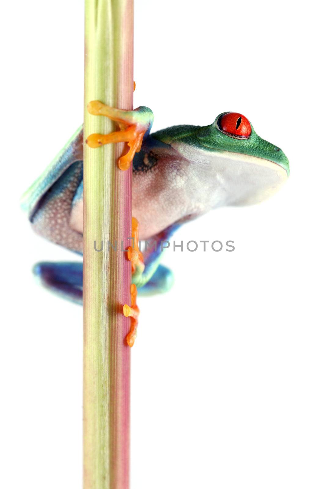 A Red-Eyed Tree Frog (Agalychnis callidryas) on a stem of a plant shot on a solid white background.