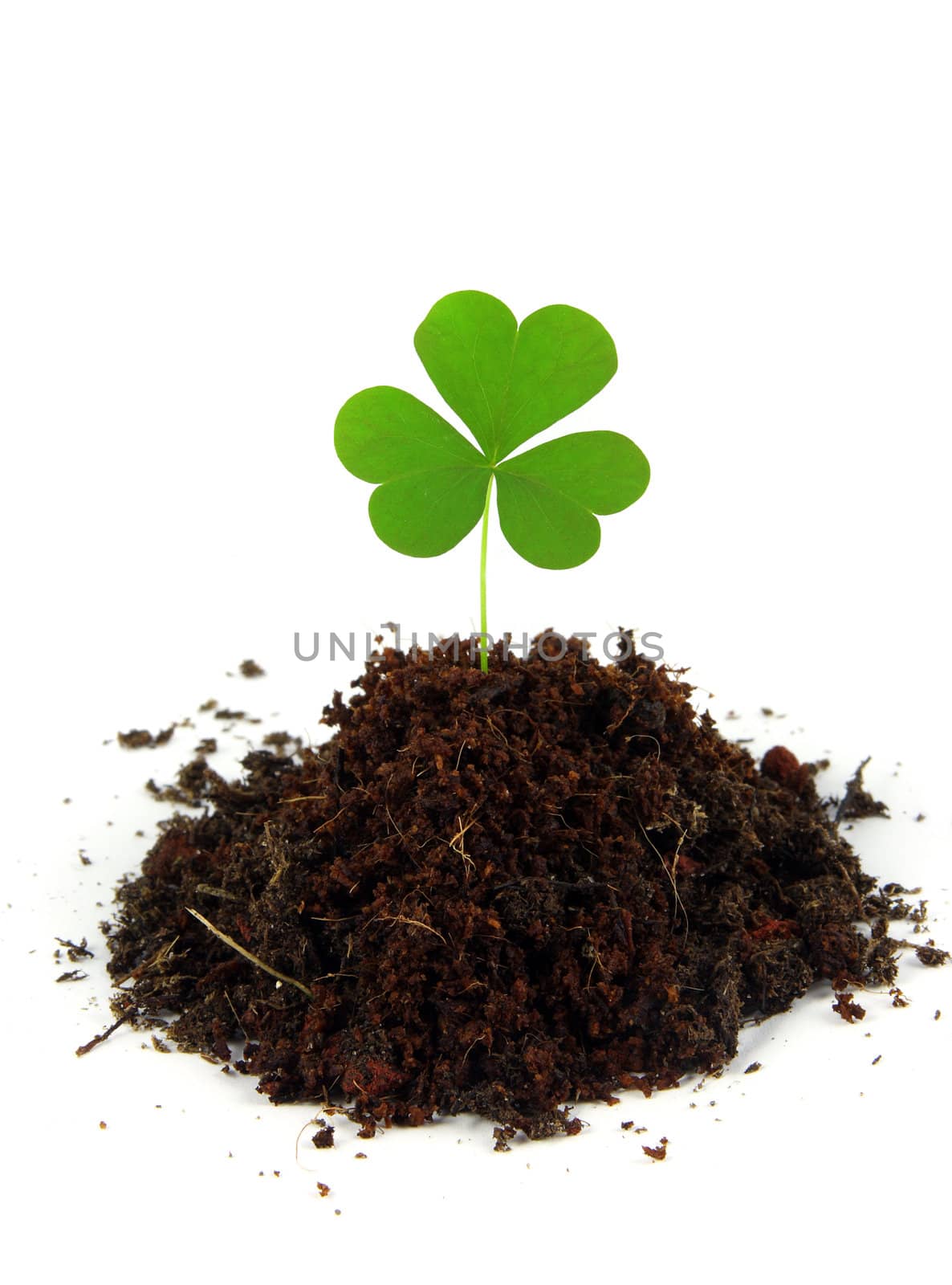 A single clover grows in a pile of soil shot on a white background.