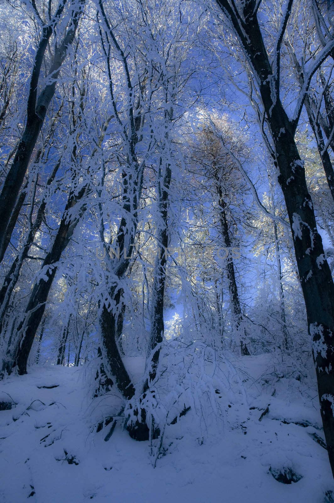 winter in woods, Poland
