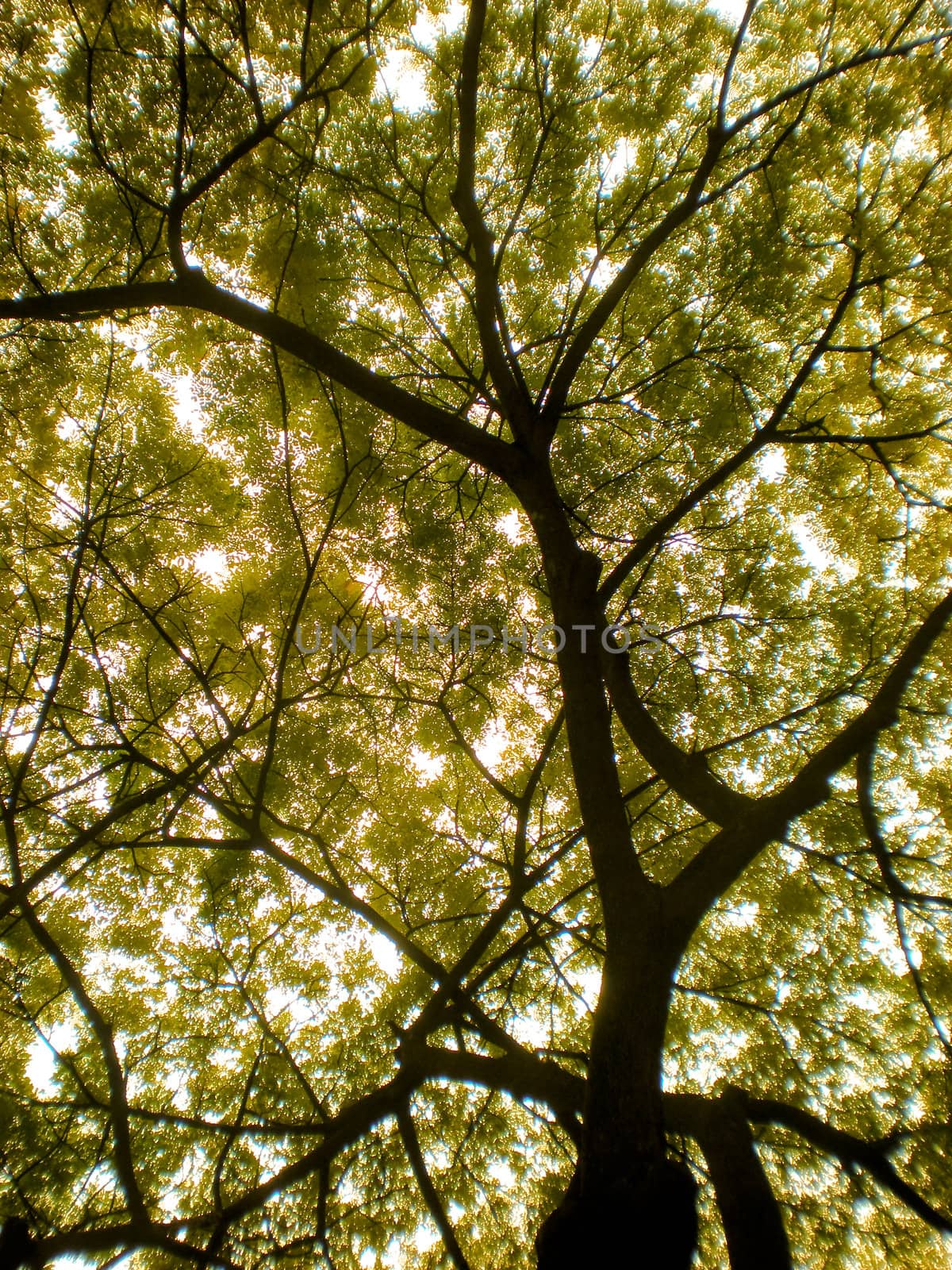 Brown tree with beautiful yellow leaves