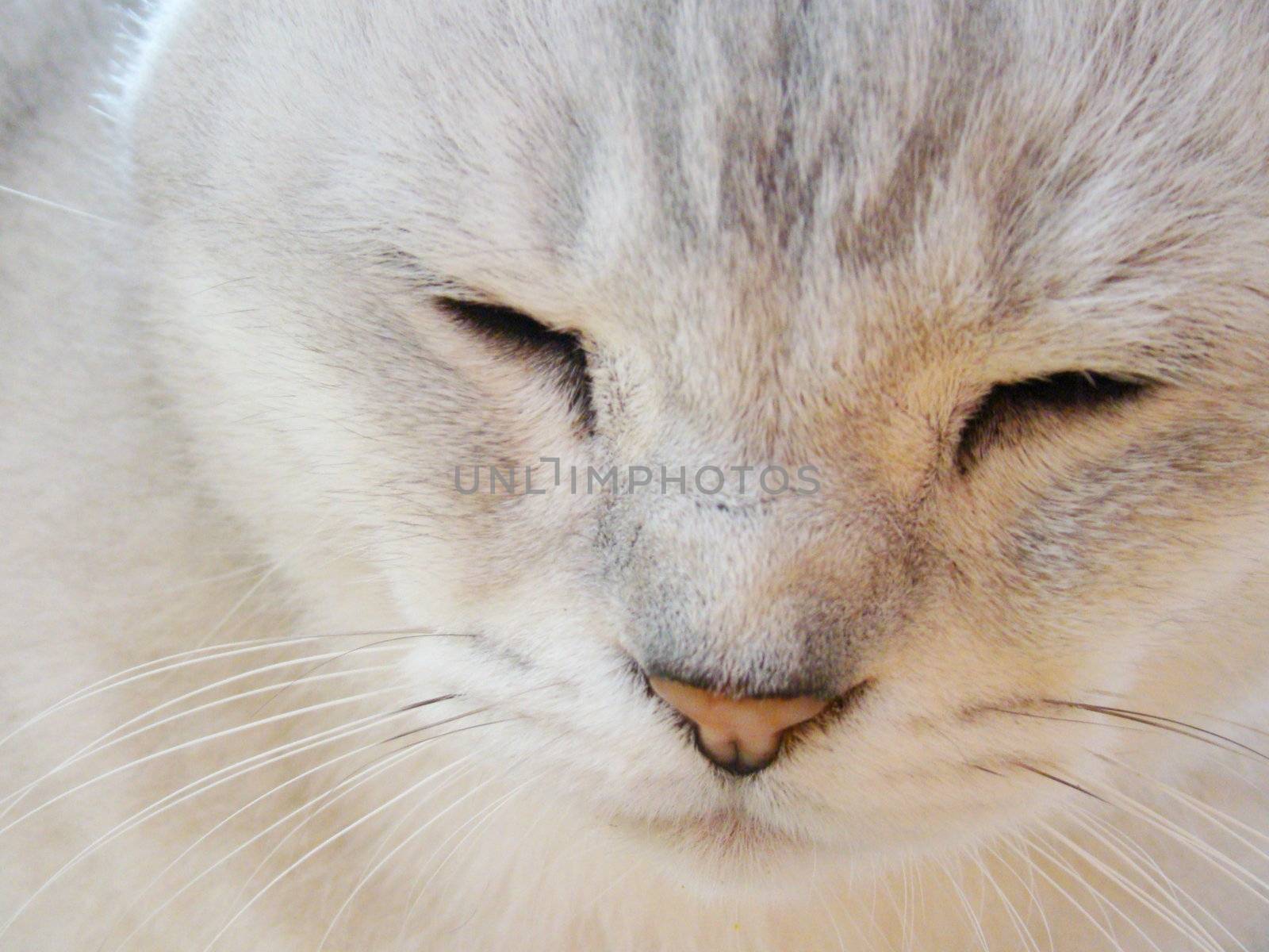 close up of sleeping burmilla cat