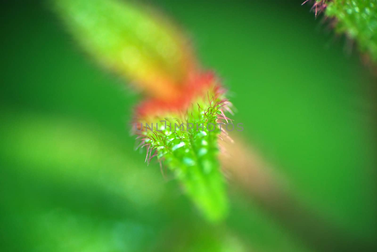 Macro view of a new leaf