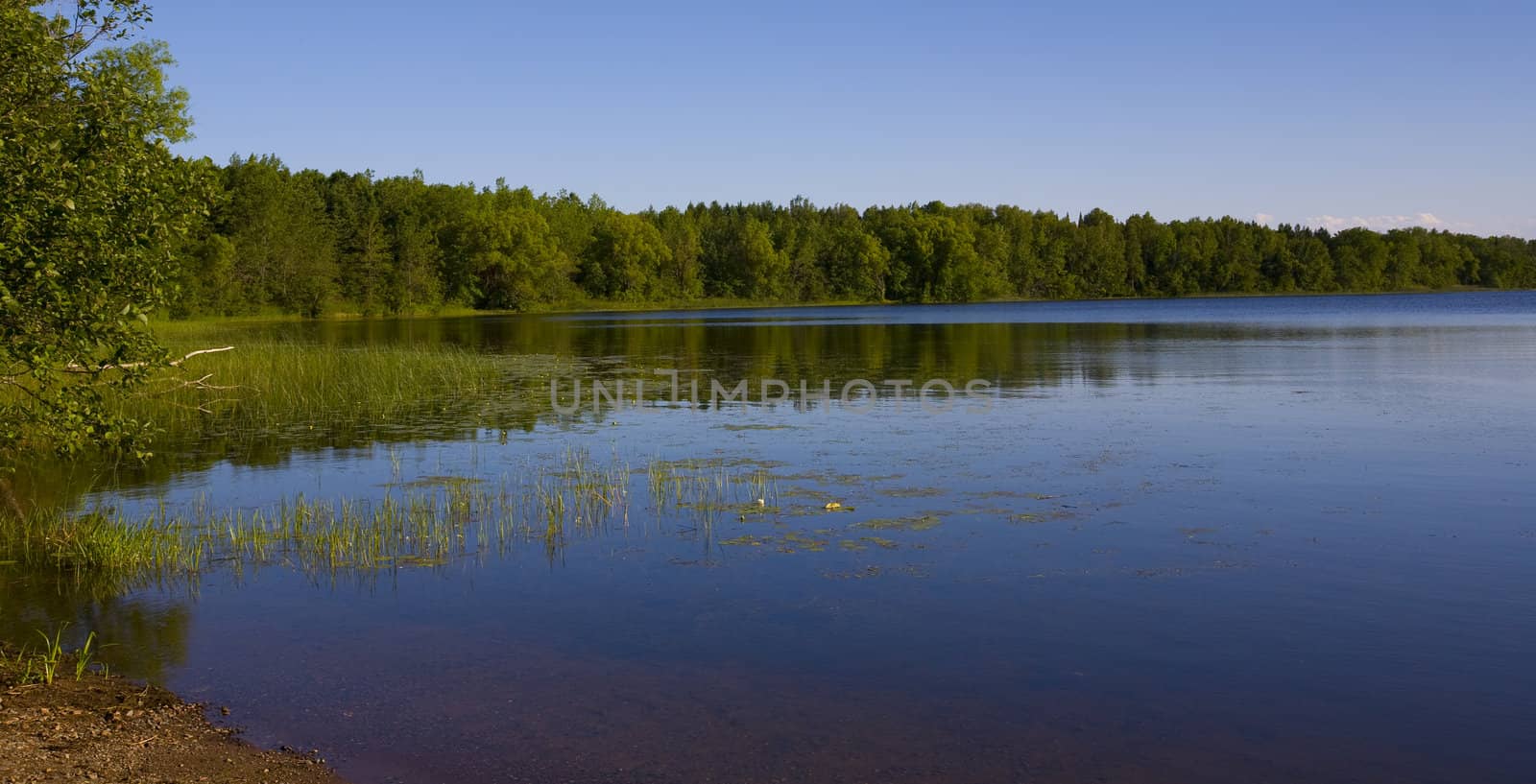 A forested shoreline of a lake in the North woods of Minnesota