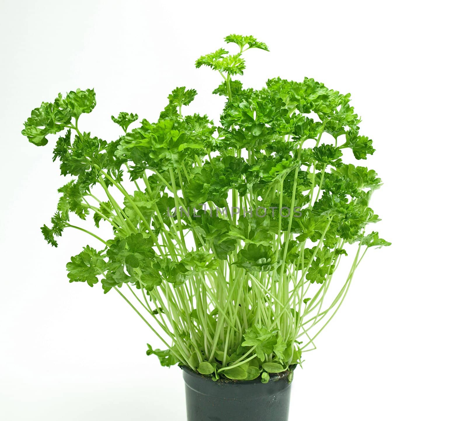 Fresh parsley leaves on a pot.