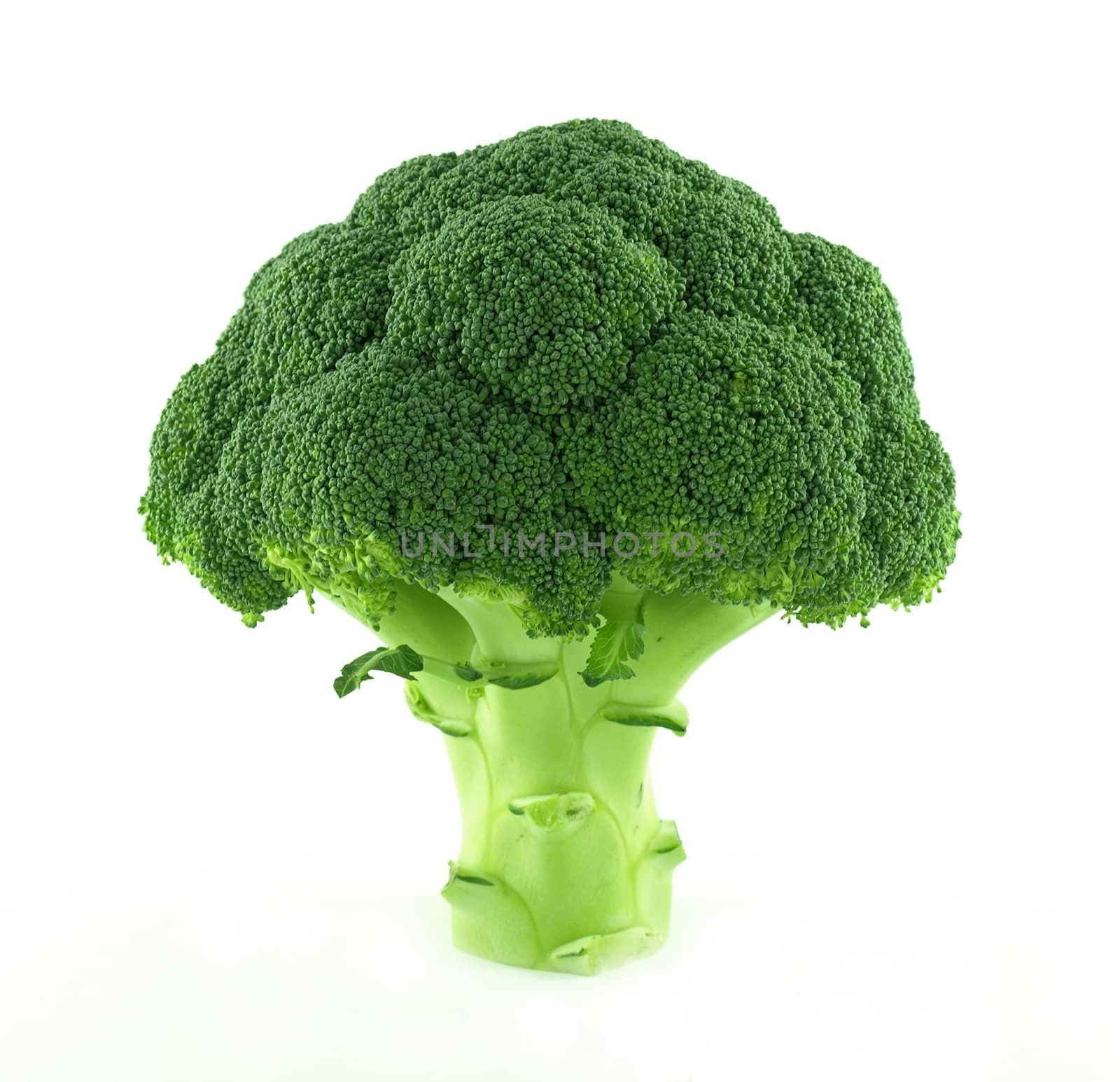 A fresh and green image of a standing broccoli