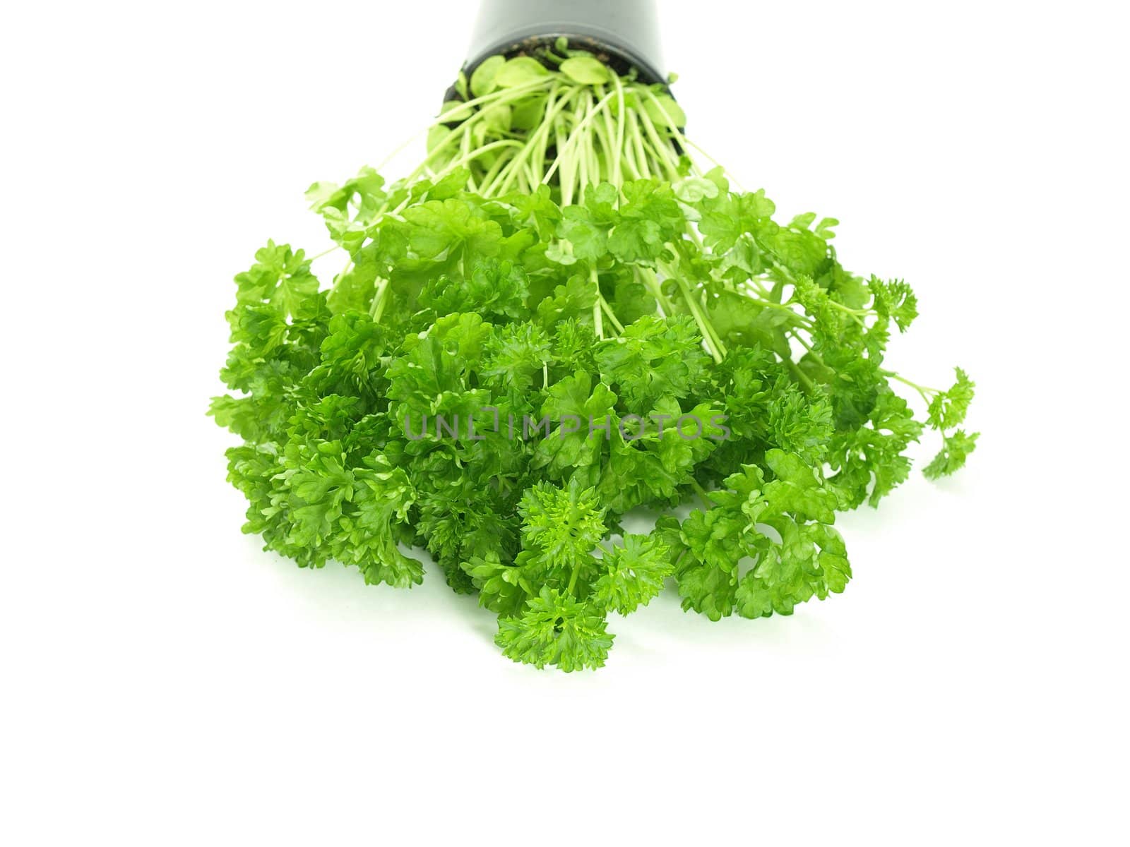 Fresh and green parsley leaves on white background.