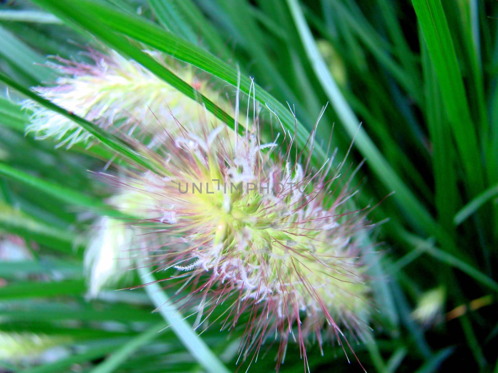 close up of grass seeds in grass