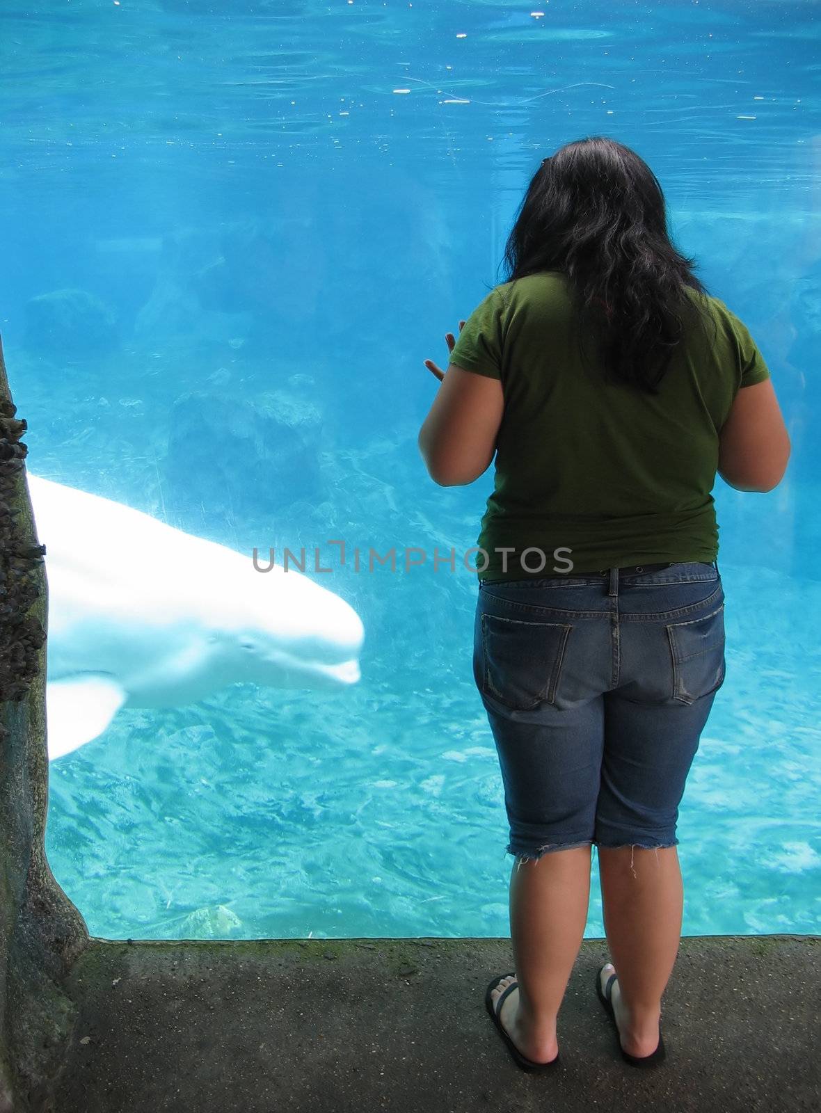 a young woman gazing at a beluga whale
