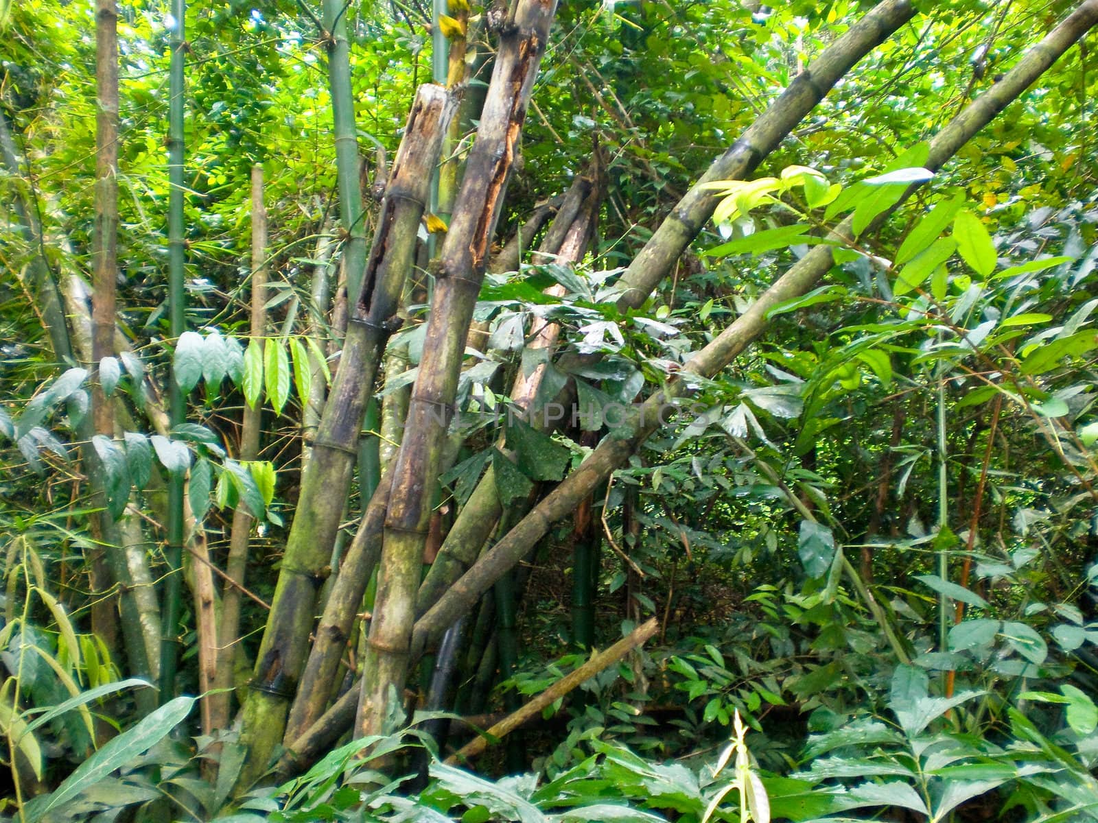 Big wild green bamboos in the forest