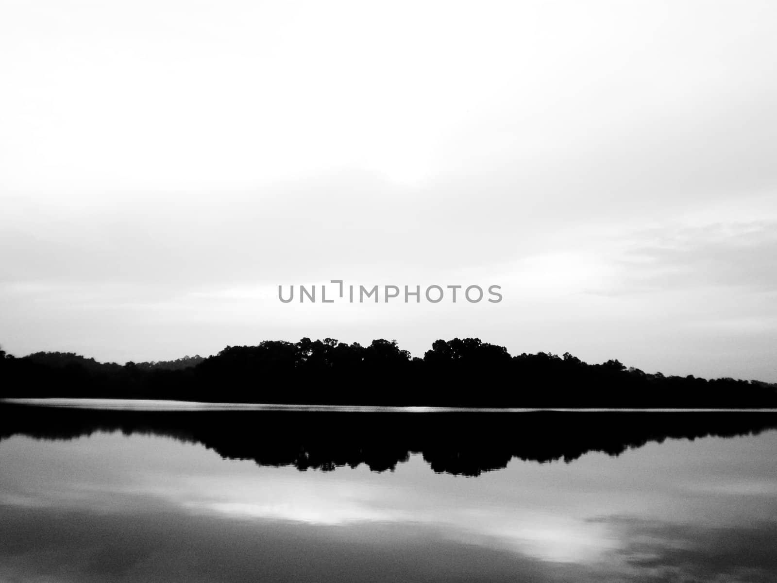 black forest on a white background