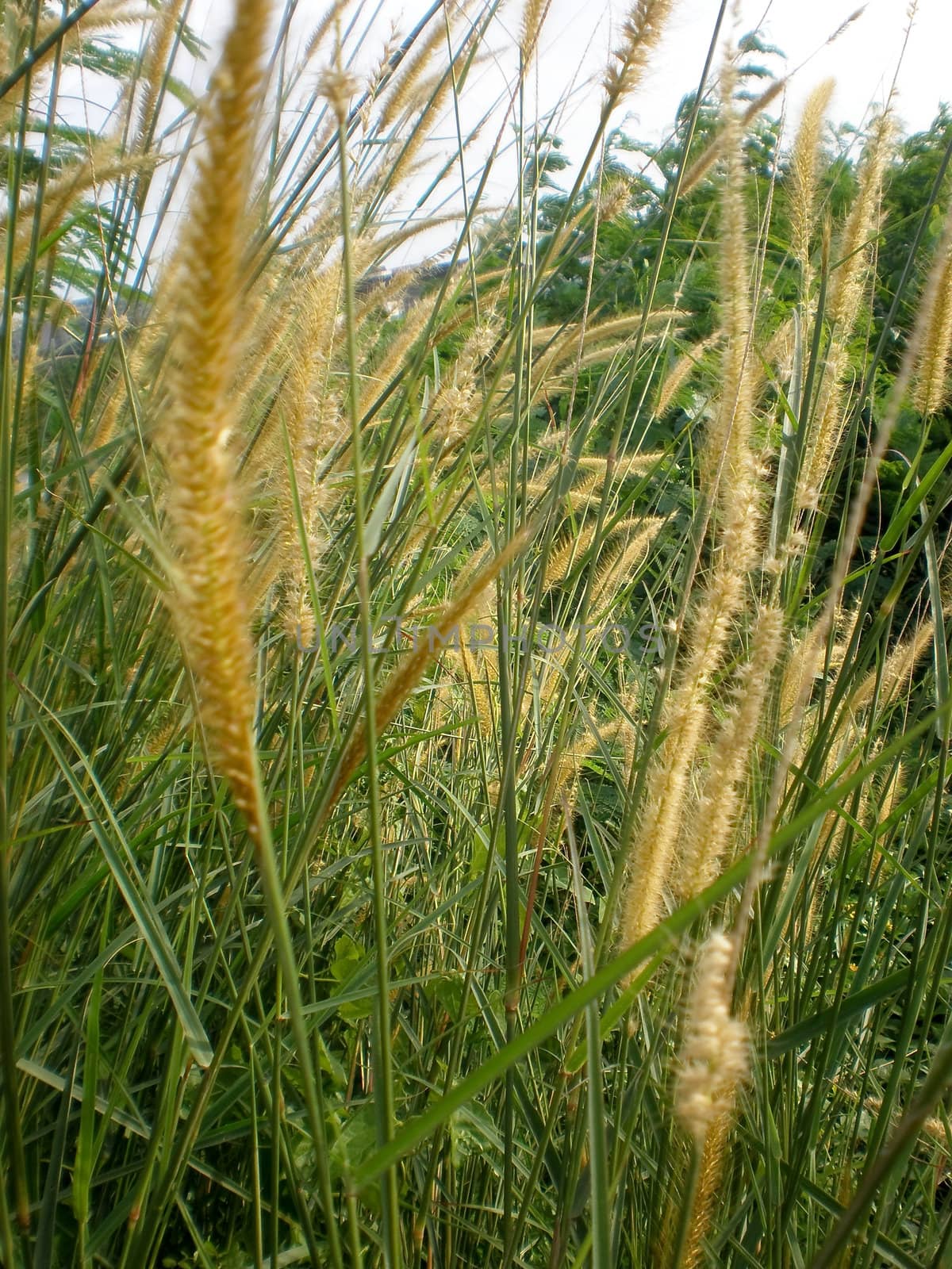 wild long grass swaying in the wind