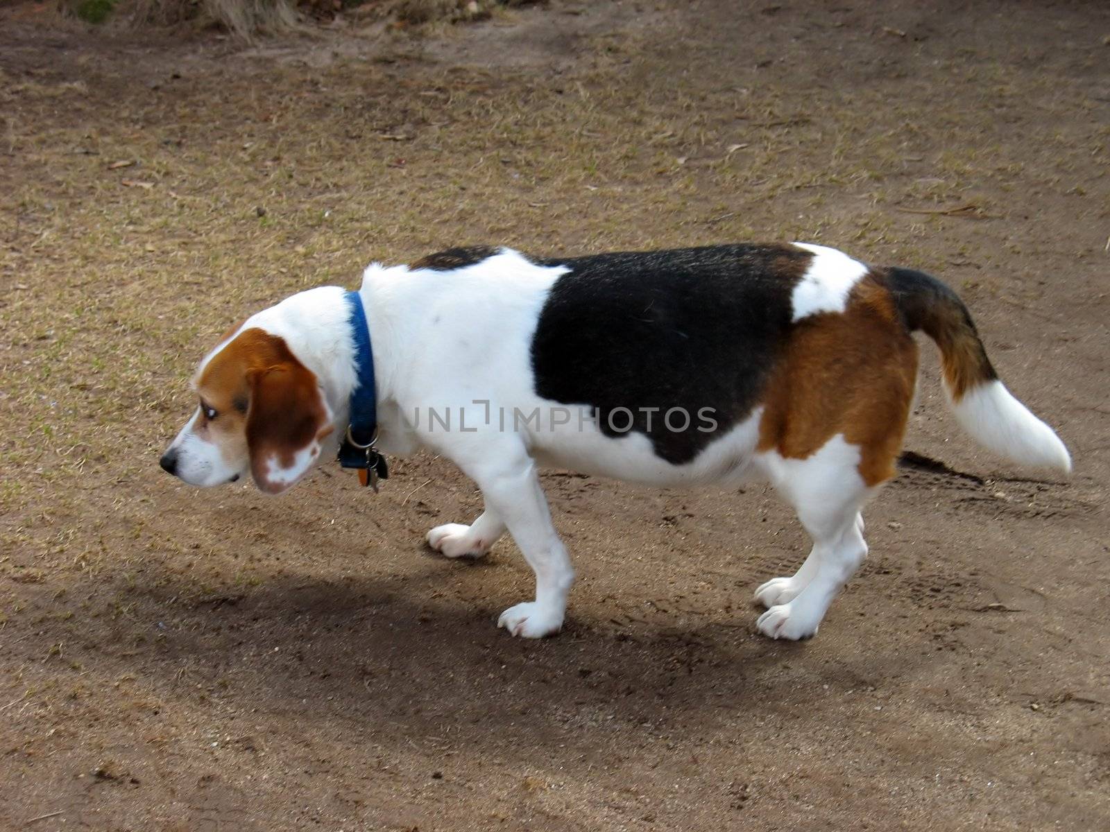 This beagle looks like it just did something really bad - check out the curly tail about to go between its legs.