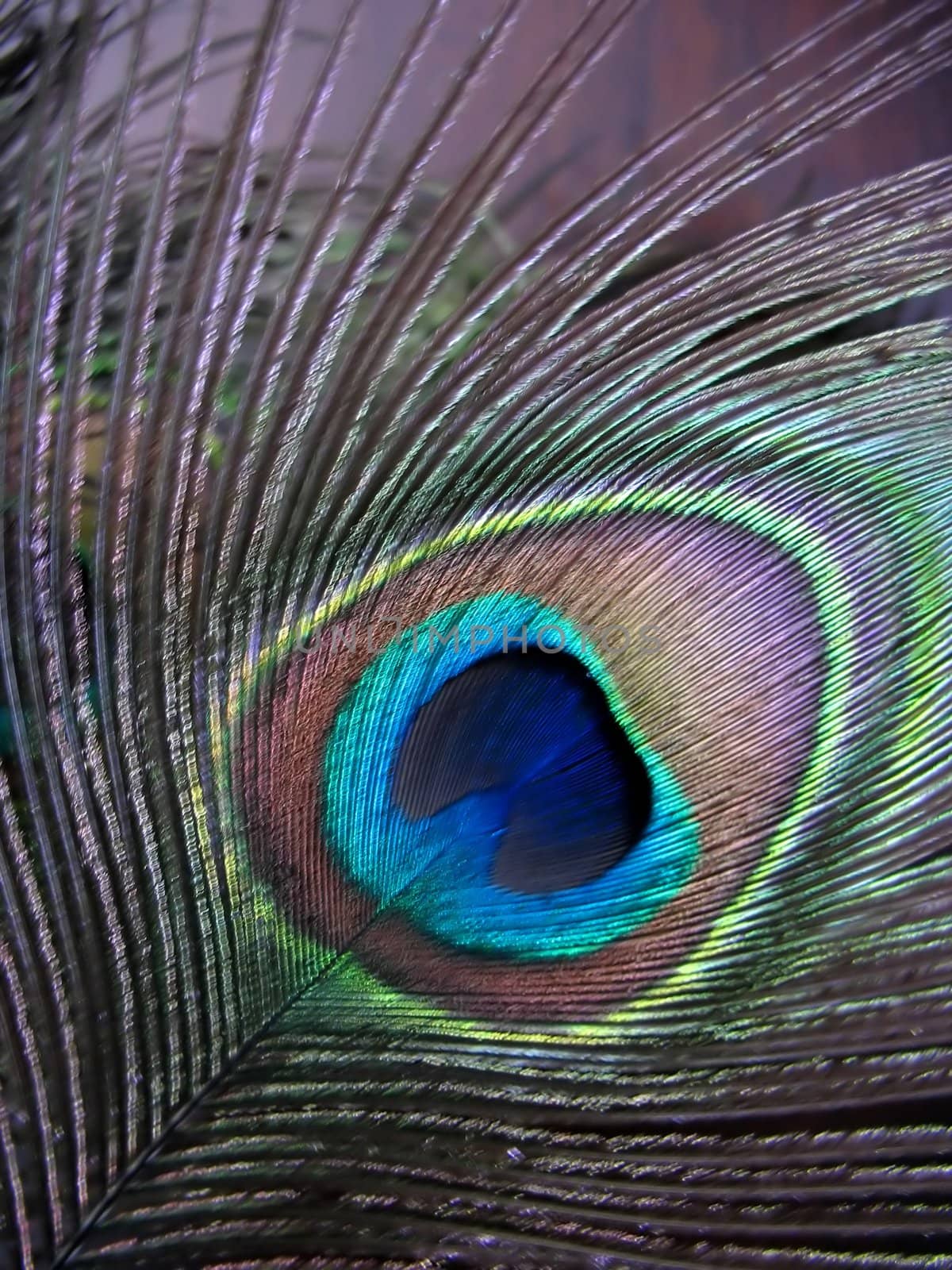 a nice peacock feather 