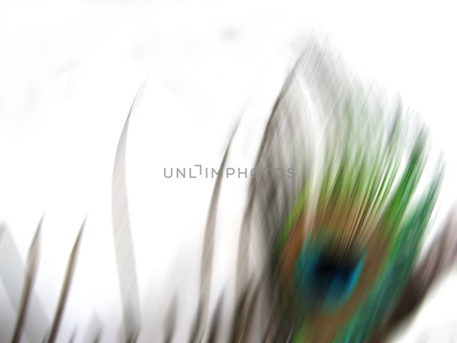 an isolated, blurred peacock feather background