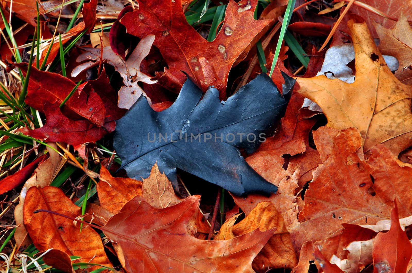 The Black Leaf of the family