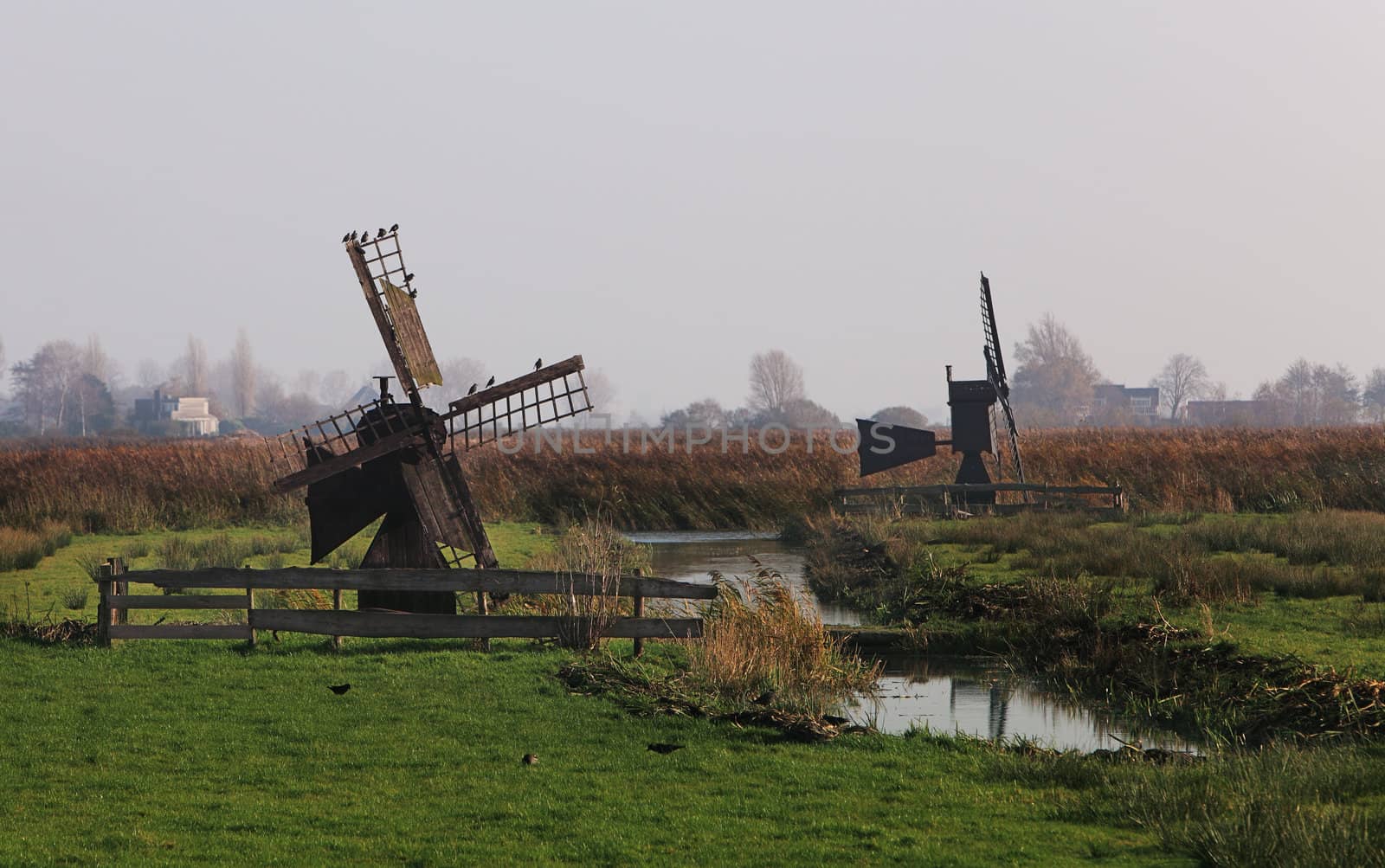 Image of two old windmills during a misty morning in a dutch field.